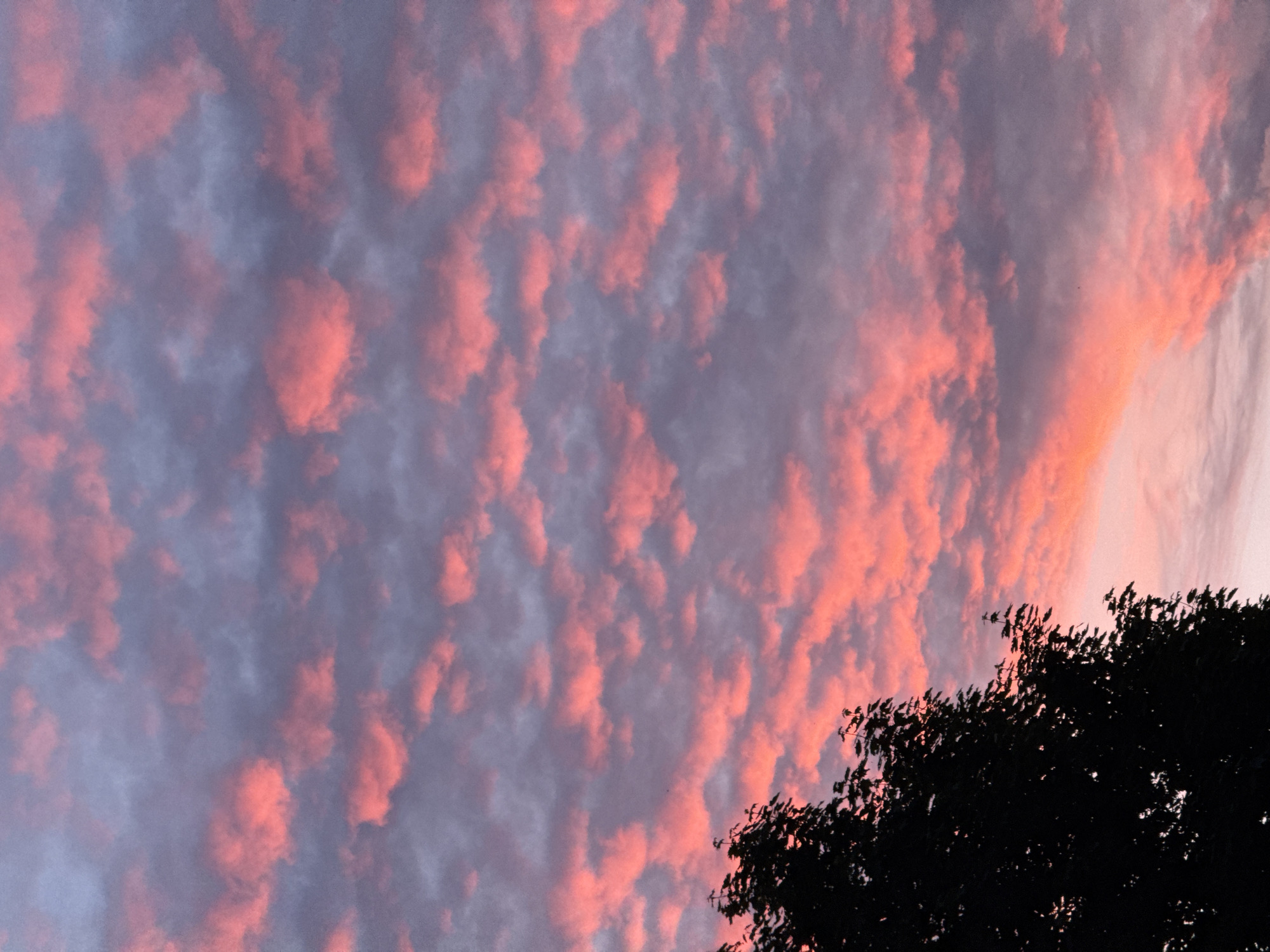 The image captures a sunset with vibrant pink and purple clouds filling the sky. In the lower left quadrant, the dark silhouette of a tree with dense foliage is visible, its branches reaching upwards. The background is a gradient of soft pink and pale yellow near the horizon. The image does not contain any information about the specific location in Riga, Latvia, nor does it depict any people or actions. It is a still, natural scene focused on the atmospheric conditions.