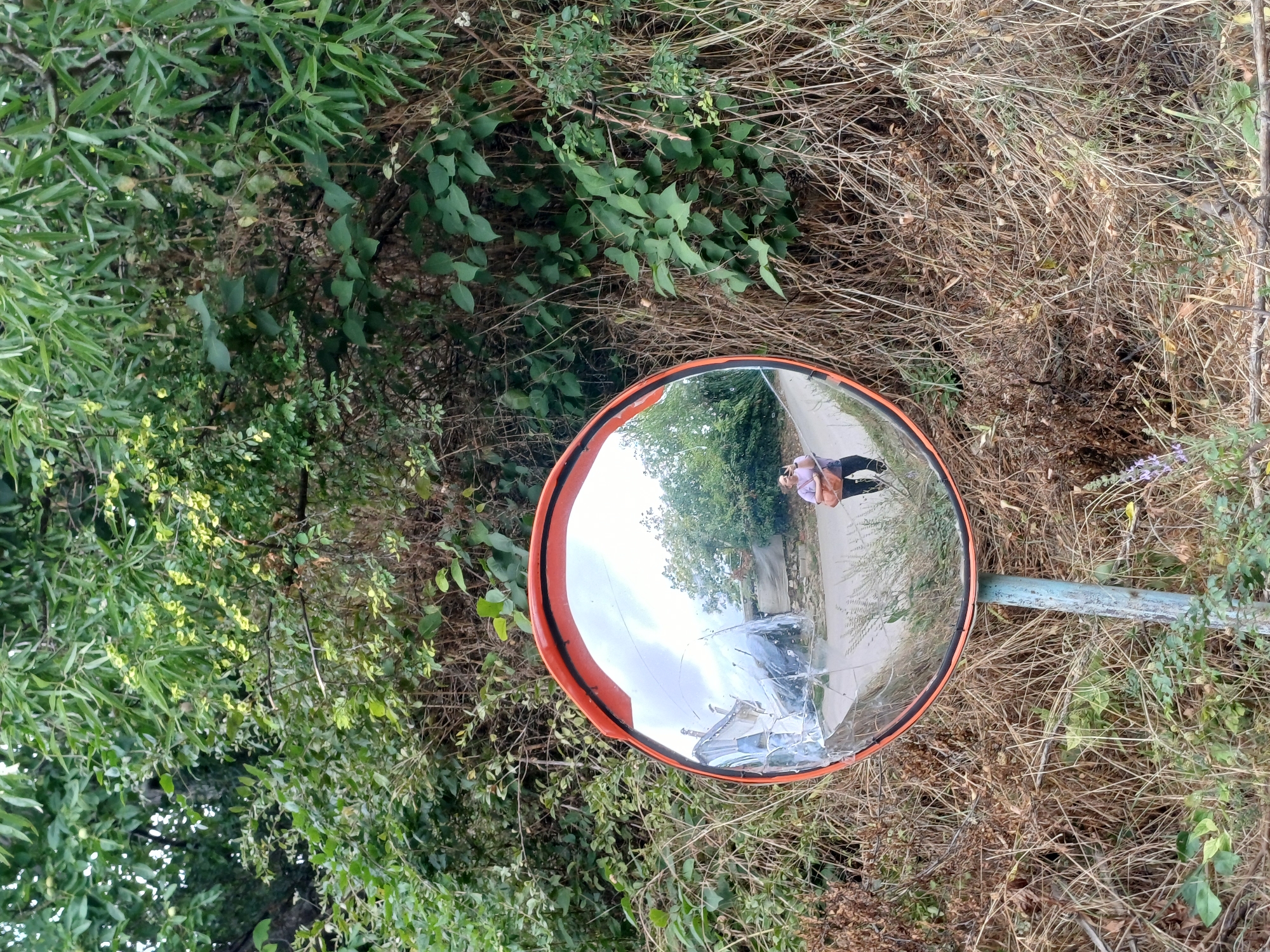 A convex mirror, mounted on a blue pole, reflects a woman taking a photo of herself. The mirror is set against a background of dense green foliage and dry, brown vegetation. The woman in the reflection is wearing a light-colored top and dark pants, carrying a brown purse. She is standing on a paved road, with buildings and trees visible in the distance. The mirror itself is cracked. The image captures a scene on a street in Varna, Bulgaria.