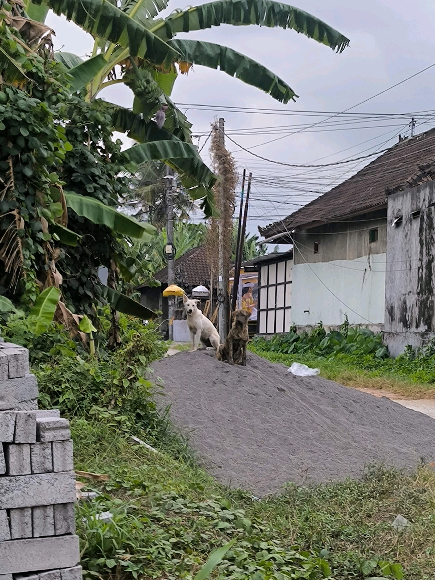The image depicts an outdoor scene, likely in Tabanan, Indonesia, with a focus on two dogs situated on a pile of grey gravel. In the foreground on the left, stacks of grey concrete blocks are visible, along with green vegetation and grass. Behind the gravel pile, a white dog is seated, facing left, and a darker, brindle-colored dog is sitting to its right, facing left. The dogs are positioned near a yellow object, possibly an umbrella, which is propped up. Further in the background, a building with a dark tiled roof and grey and white walls is observed, with electrical wires strung overhead. Banana trees and other dense foliage are present on the left side of the image, contributing to a tropical environment. The sky is overcast.
