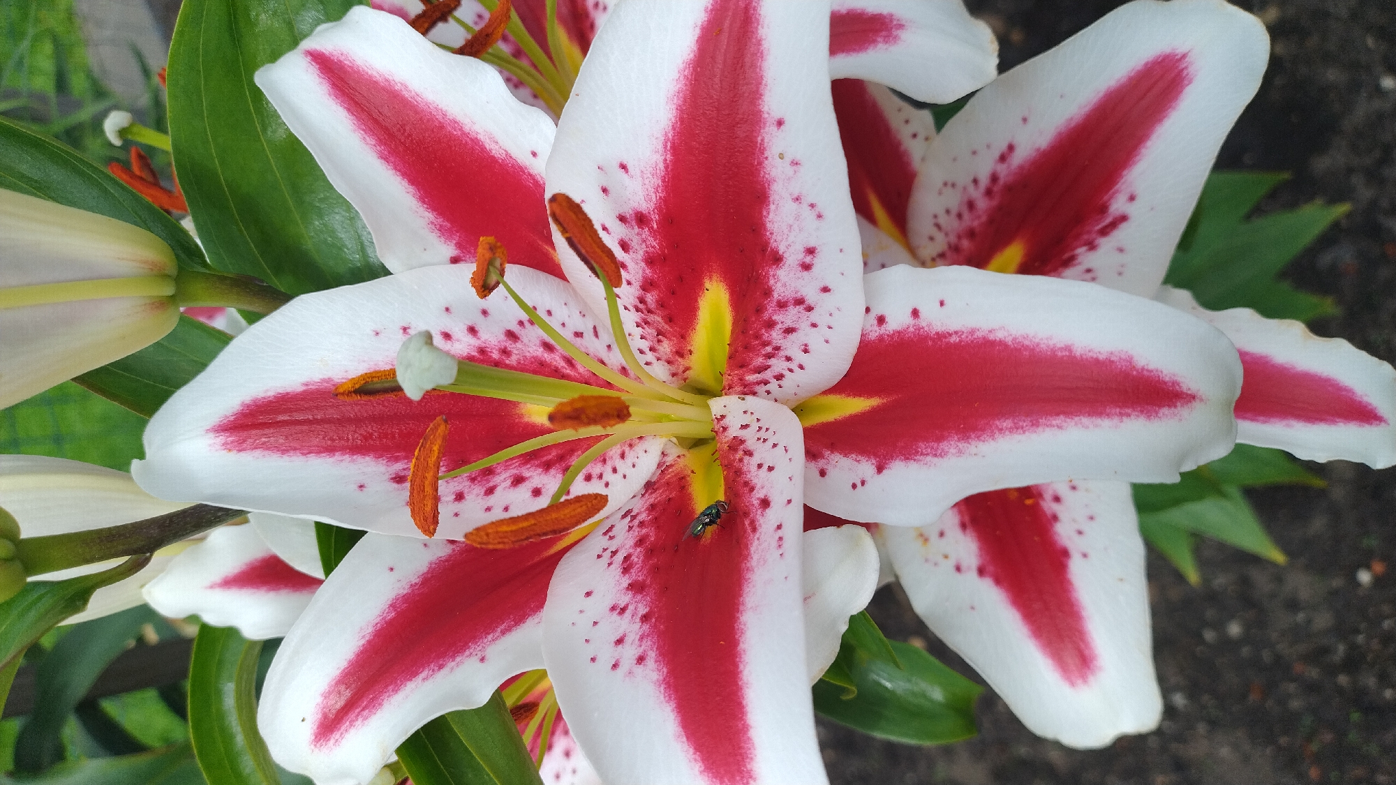 The image shows a close-up of a white lily with striking red markings. The petals are broad and curved, with a prominent red stripe down the center that tapers towards the edge. The red markings are also speckled with tiny red dots. In the center of the flower, bright yellow stamens are visible, tipped with orange anthers. The flower is positioned in the foreground, with other lilies and green foliage forming the background. The overall lighting suggests an outdoor setting, likely a garden or park. The image appears to be a photograph taken in the city of Jelgava, Latvia, given that the request specifies this location. The scene is static, with no people or animals other than a small fly on one of the petals. The focus is entirely on the intricate details of the lily.