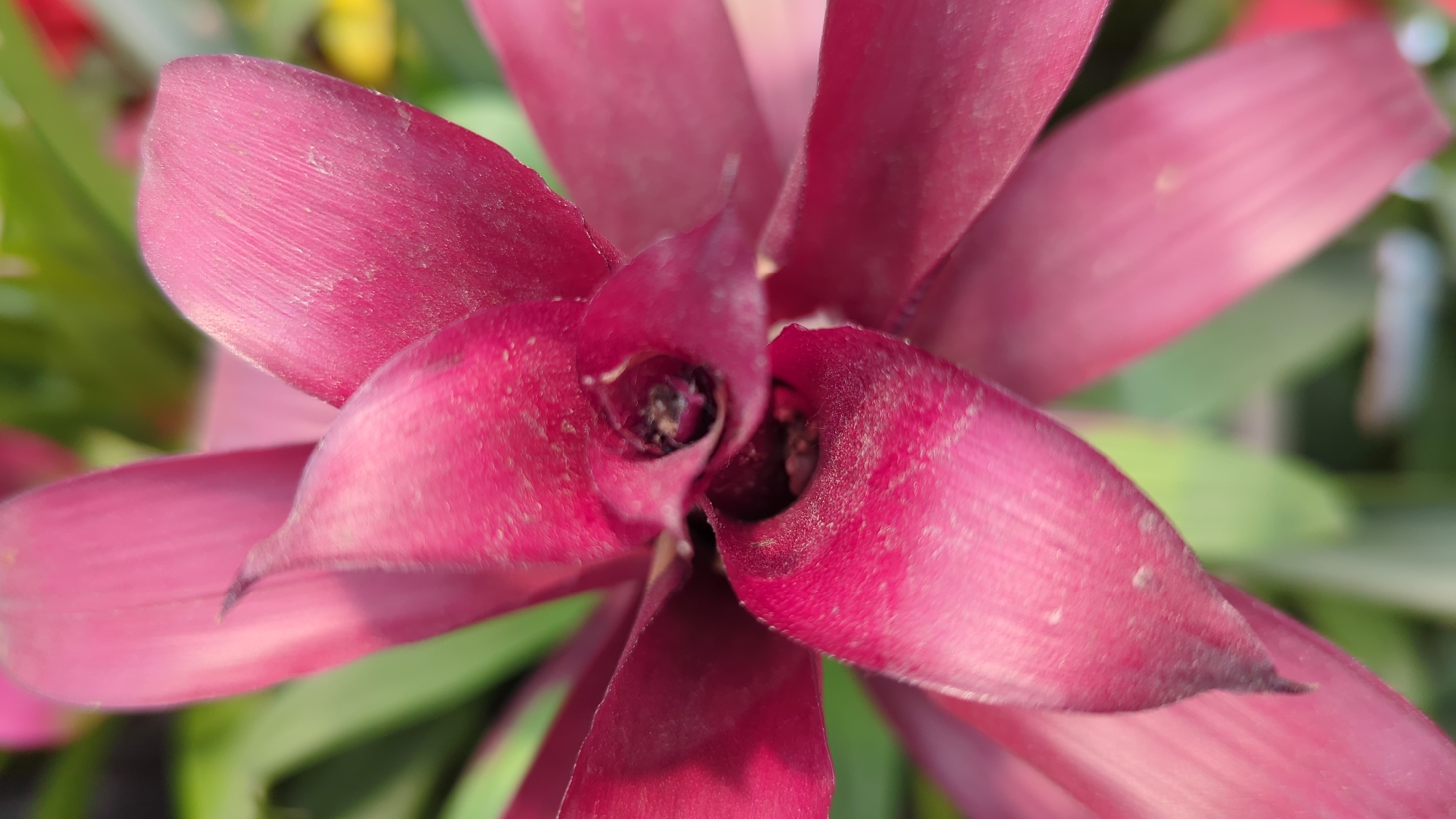 A close-up, shallow depth-of-field photograph captures the center of a vibrant pink bromeliad flower. The focus is on the intricate details of the flower's petals, which are a deep magenta hue with subtle striations. The petals curl inward towards the center, revealing dark, almost black, pistils and stamens. The background is a blur of soft green and yellow, suggesting foliage and possibly other flowers. The scene is likely an indoor or outdoor garden setting, given the presence of a flowering plant. There is no indication of the specific location within Laval, Canada, as no identifiable landmarks or contextual clues are present in the image.