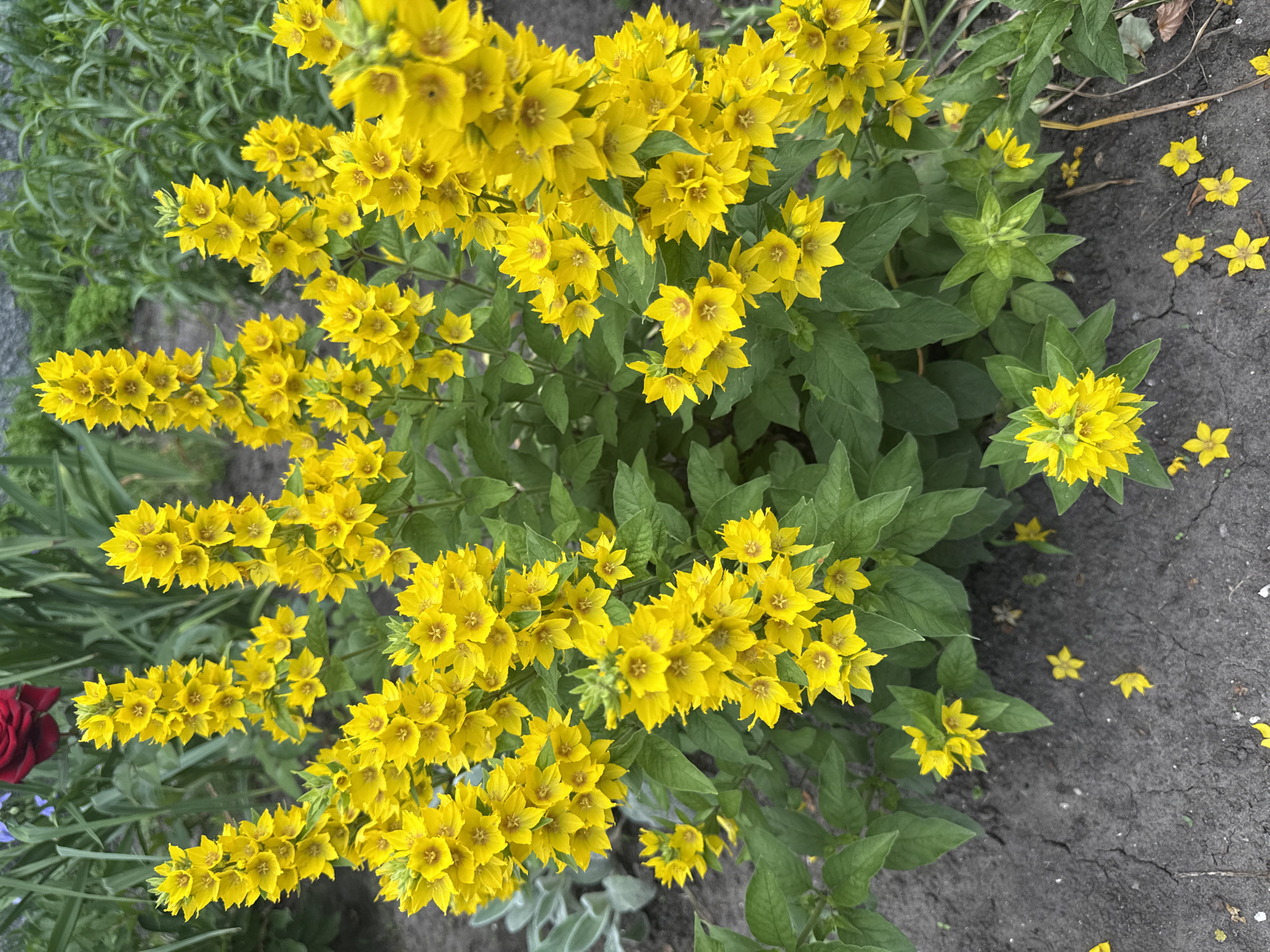 The image shows a close-up view of a cluster of bright yellow flowers, likely Lysimachia punctata (Dotted Loosestrife), blooming in a garden bed. The flowers are arranged in tall, spiky inflorescences with multiple star-shaped blooms. Lush green foliage surrounds the flowers, and the dark soil of the garden bed is visible at the bottom. Some fallen yellow petals are scattered on the soil. In the background, out-of-focus green plants and a hint of a dark red flower, possibly a rose, can be seen. The overall impression is one of vibrant, natural beauty within a garden setting, consistent with a location in Korobivka, Ukraine, during the blooming season. There are no people or animals present in the image.