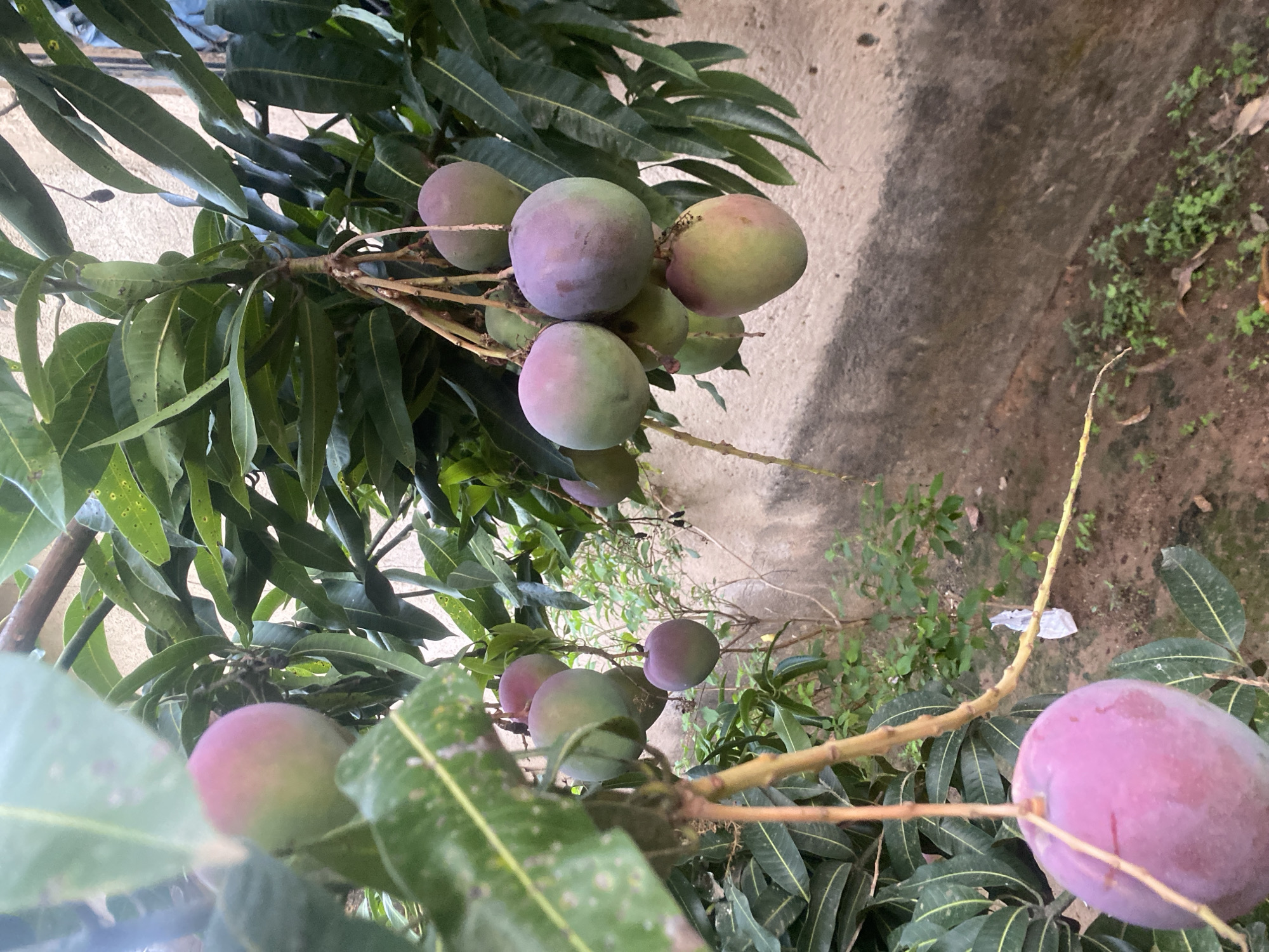 The image shows a mango tree laden with ripening mangoes. The mangoes exhibit a blend of green and purple hues, indicating their stage of maturity. The tree's leaves are a vibrant green, typical of a healthy mango tree.
In the background, a textured concrete wall is visible, suggesting an urban or semi-urban environment. The ground beneath the tree appears to be a mix of soil and vegetation.
While the exact location cannot be pinpointed based solely on the image, it is stated to be Bukuru, Nigeria. However, there are no specific elements in the image to confirm this information.