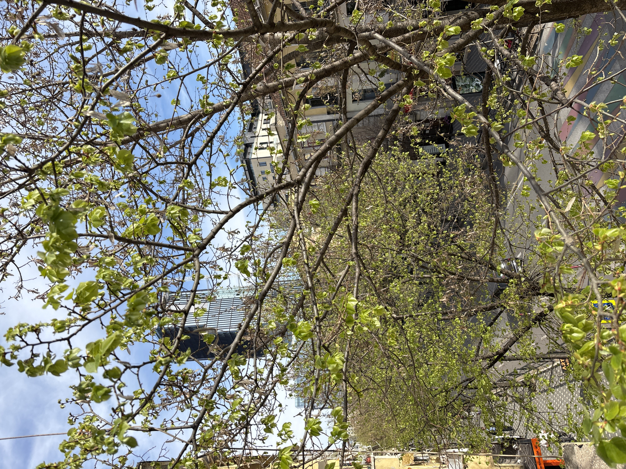 The image depicts a street scene in an urban environment. The foreground is dominated by tree branches with budding green leaves against a backdrop of a partly cloudy blue sky. Through the branches, buildings of varying heights can be seen, suggesting a downtown or central business district. A street is visible with cars. The perspective is from an elevated position. The sky is visible in the upper left corner.