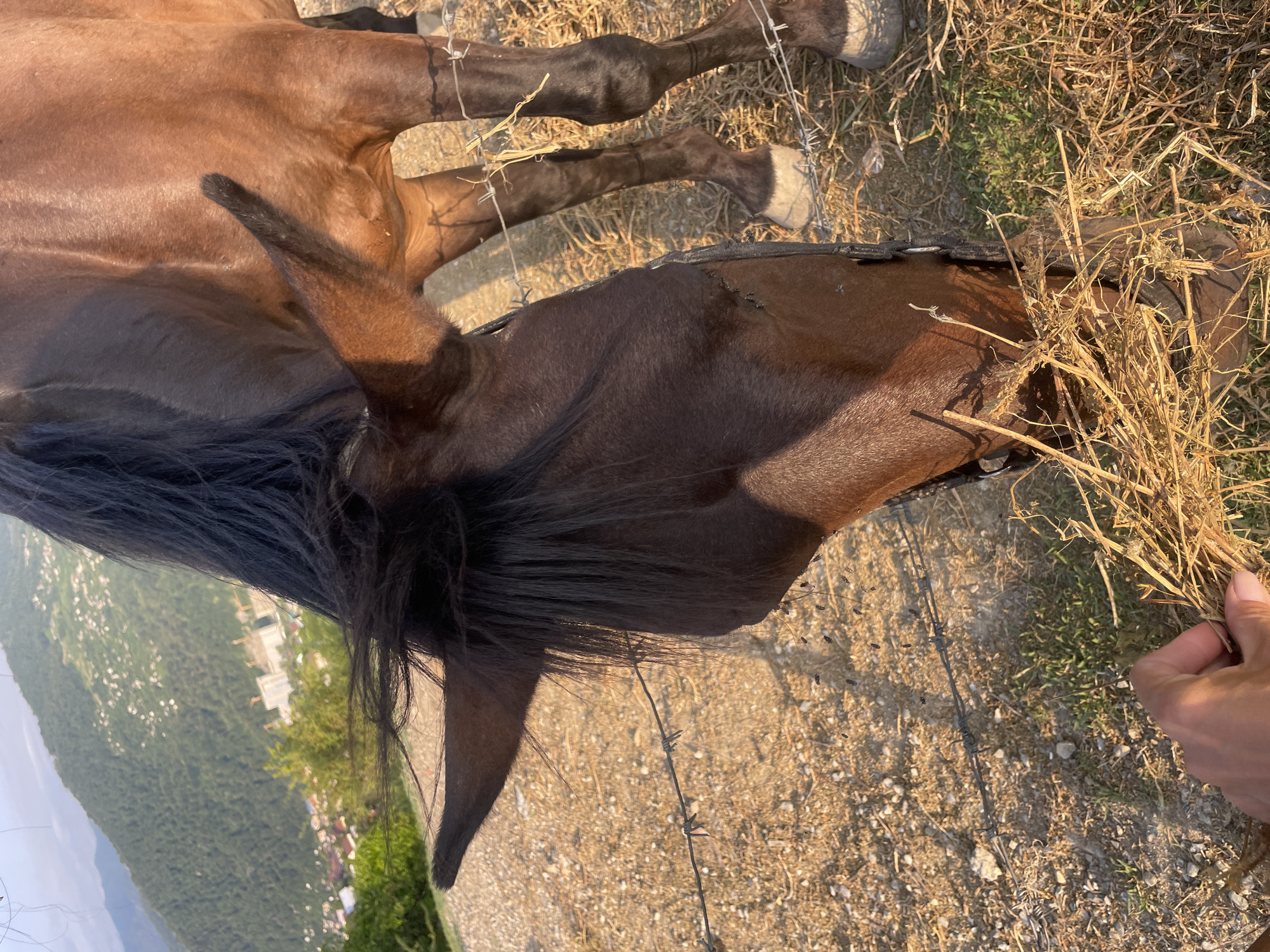 A brown horse with a dark mane is eating hay from a person's hand in the city of Baranovka, Russia. The horse is standing in a dry, grassy area with a barbed wire fence in the foreground. In the background, there are rolling hills covered in trees and a few buildings. The sun is setting, casting a warm glow over the scene. The horse's head is bowed down to eat the hay, and its ears are perked up. The person's hand is holding a bundle of hay, and their fingers are visible. The overall impression is one of peaceful interaction between a human and an animal in a rural setting.