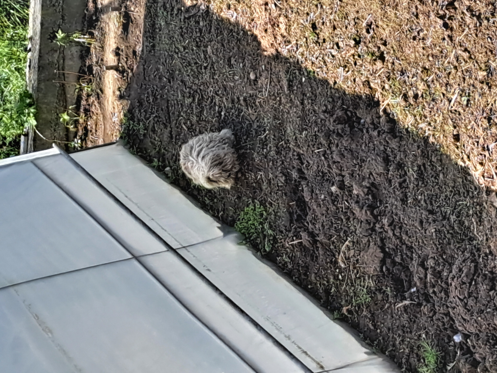The image presents an overhead view of an outdoor scene, likely a garden bed or planter. A small, round, fluffy object, predominantly light grey with a textured, matted appearance, lies on dark, cultivated soil near the center of the frame. The object resembles a small animal, possibly a chick or a small mammal.
The ground area is divided; the main section is covered with dark soil or mulch, featuring sparse green shoots. To the far left, a strip of vibrant green foliage suggests a healthy plant or lawn, bordered by a darker, possibly wooden edge. In the upper right portion, the ground is covered with dried, yellowish-brown vegetation, which could be dead grass or moss.
A strong diagonal shadow cuts across the top right section of the image, indicating direct sunlight and suggesting a clear, sunny day, likely morning or afternoon. Along the bottom and left edges of the frame, a smooth, light-grey panelled surface, possibly a metal or plastic roof or the top of a raised garden bed, contrasts with the organic elements. No specific activity or event is depicted, and no text is visible.