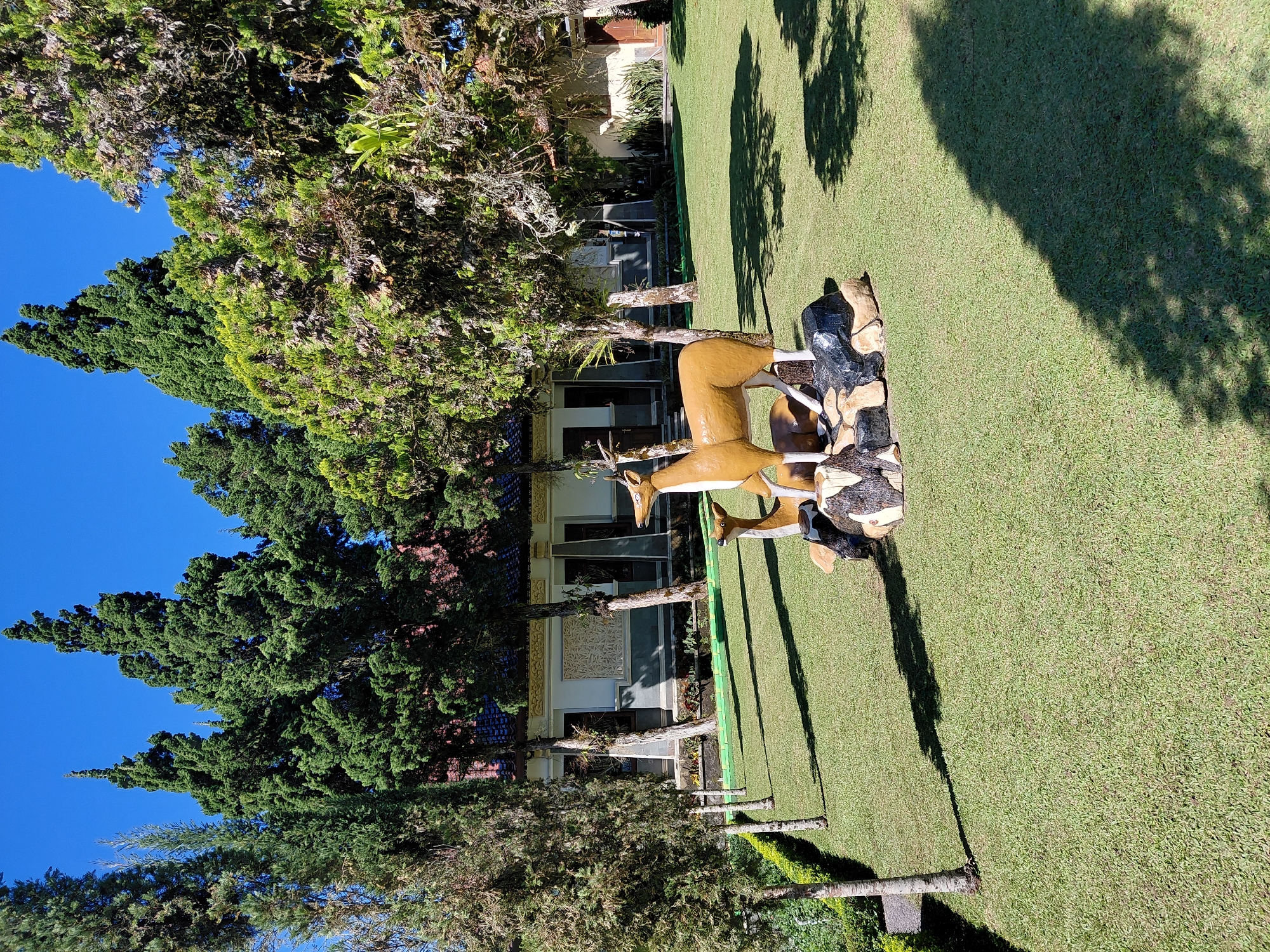 This is an exterior, eye-level, daytime, medium shot of a well-maintained lawn in front of a building. The lawn is bright green and manicured, with the shadows of trees creating dappled patterns. In the foreground, a statue of two deer stands on a base of rocks. One deer is larger and standing, while a smaller deer is resting. The building in the background is a single-story structure with a tiled roof and white walls, featuring decorative carvings. Several tall cypress trees are interspersed with other foliage, framing the scene and contributing to the shaded areas on the lawn. The sky is a clear, vibrant blue. The scene appears to be located in Baturiti, Indonesia, suggested by the architectural style and lush vegetation.