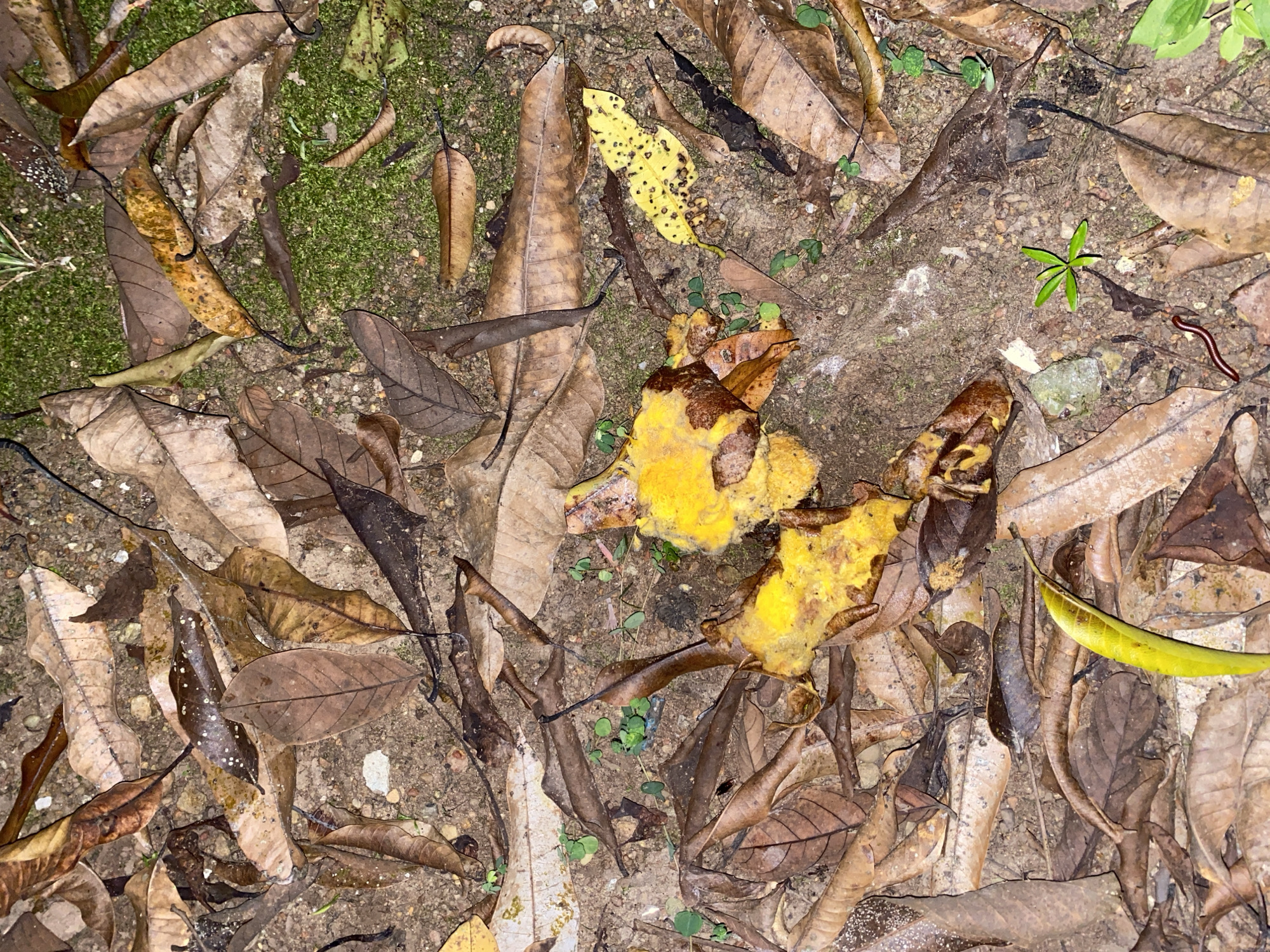 An overhead shot of decaying leaves, dirt, and moss on the ground in Banjarbaru, Indonesia. A bright yellow, fleshy object, possibly a piece of fruit, is centrally located on the ground, surrounded by a variety of dried brown leaves. A small, green seedling with five leaves is also visible near the center of the frame. A dark red millipede is present in the lower left quadrant of the image.