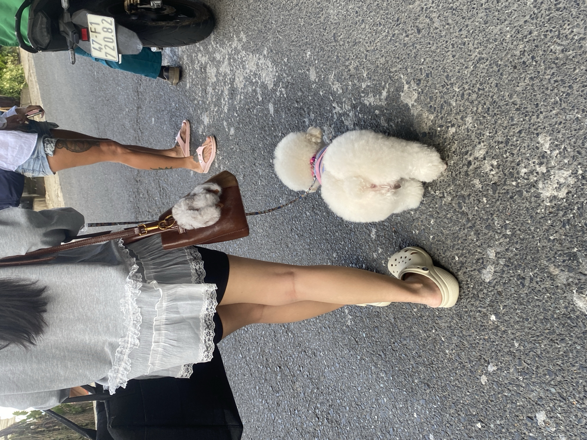This image depicts an outdoor scene, likely on a street in Da Lat, Vietnam. A person is walking a white poodle, which is wearing a colorful collar. The person is dressed in a grey sweatshirt with a white lace trim, black shorts, and light-colored clogs. They are carrying a dark bag over their left shoulder and a brown bag in their right hand. In the background, another person is visible wearing denim shorts and pink flip-flops, standing near a motorcycle with a license plate reading "47-F1 720.82". The ground is paved with asphalt, showing some scattered debris. The overall lighting suggests daytime.