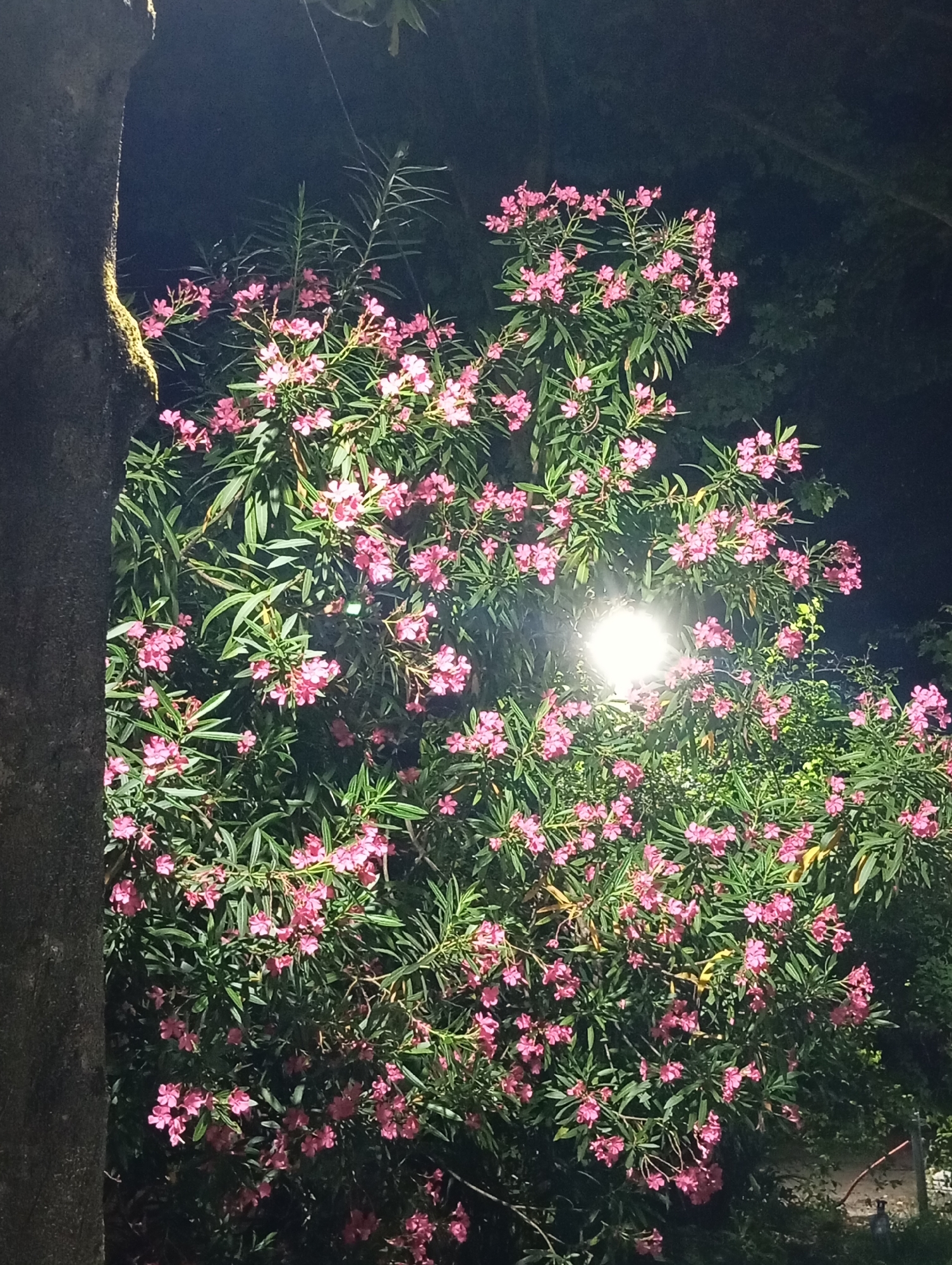 A bright light illuminates a dense bush with numerous small pink flowers and long green leaves at night. The bush is situated next to a thick, textured tree trunk on the left side of the frame. The background is dark, suggesting it is outdoors in an urban area, potentially a park or garden in Sokhumi, Abkhazia. There are no people or animals visible in the image.