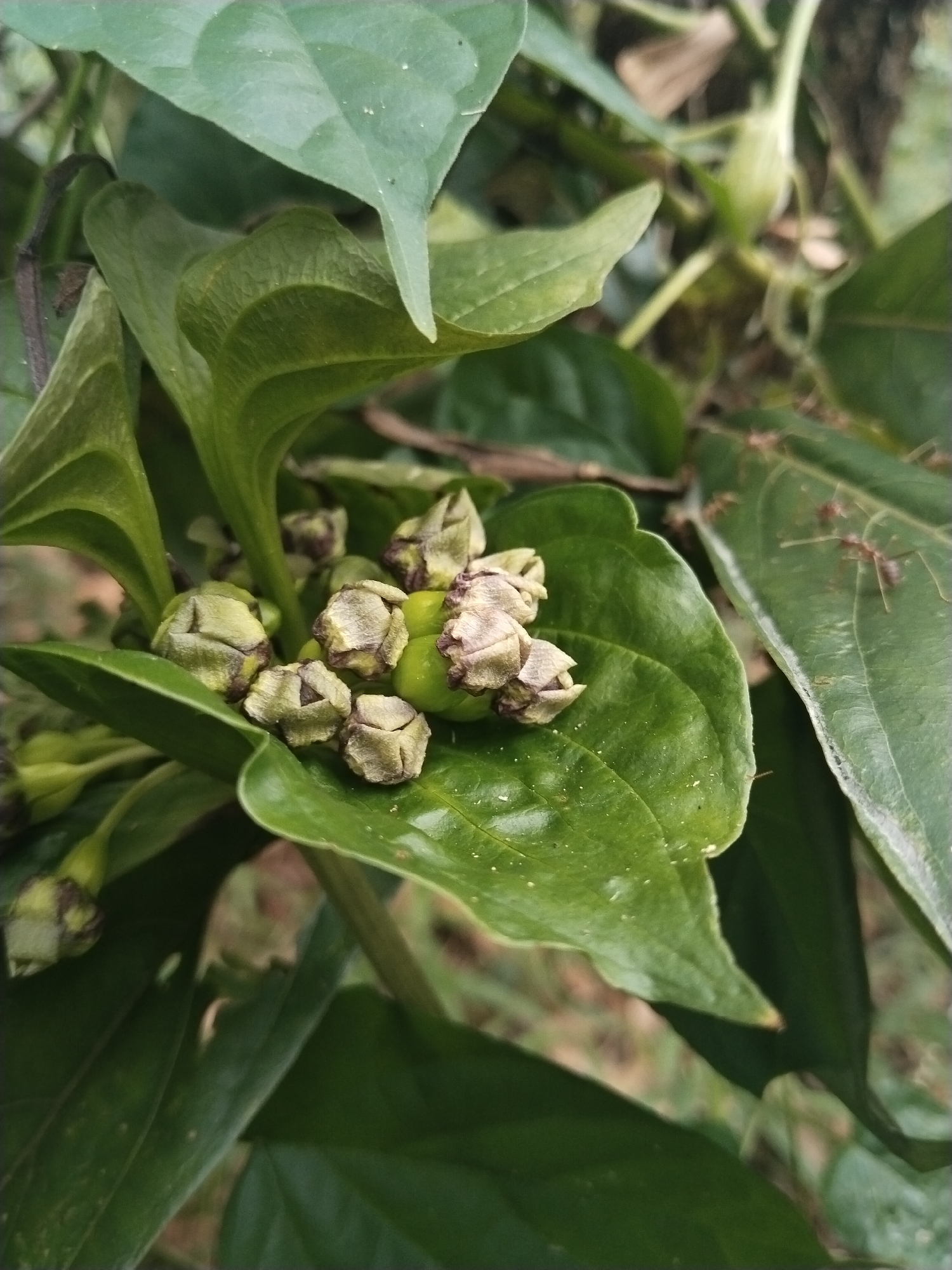 A close-up shot displays green leaves and flower buds, possibly in a natural setting within the city of Unknown, Unknown. The leaves are broad, with distinct veins. The flower buds appear clustered together and are still closed. Some ants are visible crawling on one of the leaves on the right of the shot. The environment suggests an outdoor location, maybe a garden or a park.