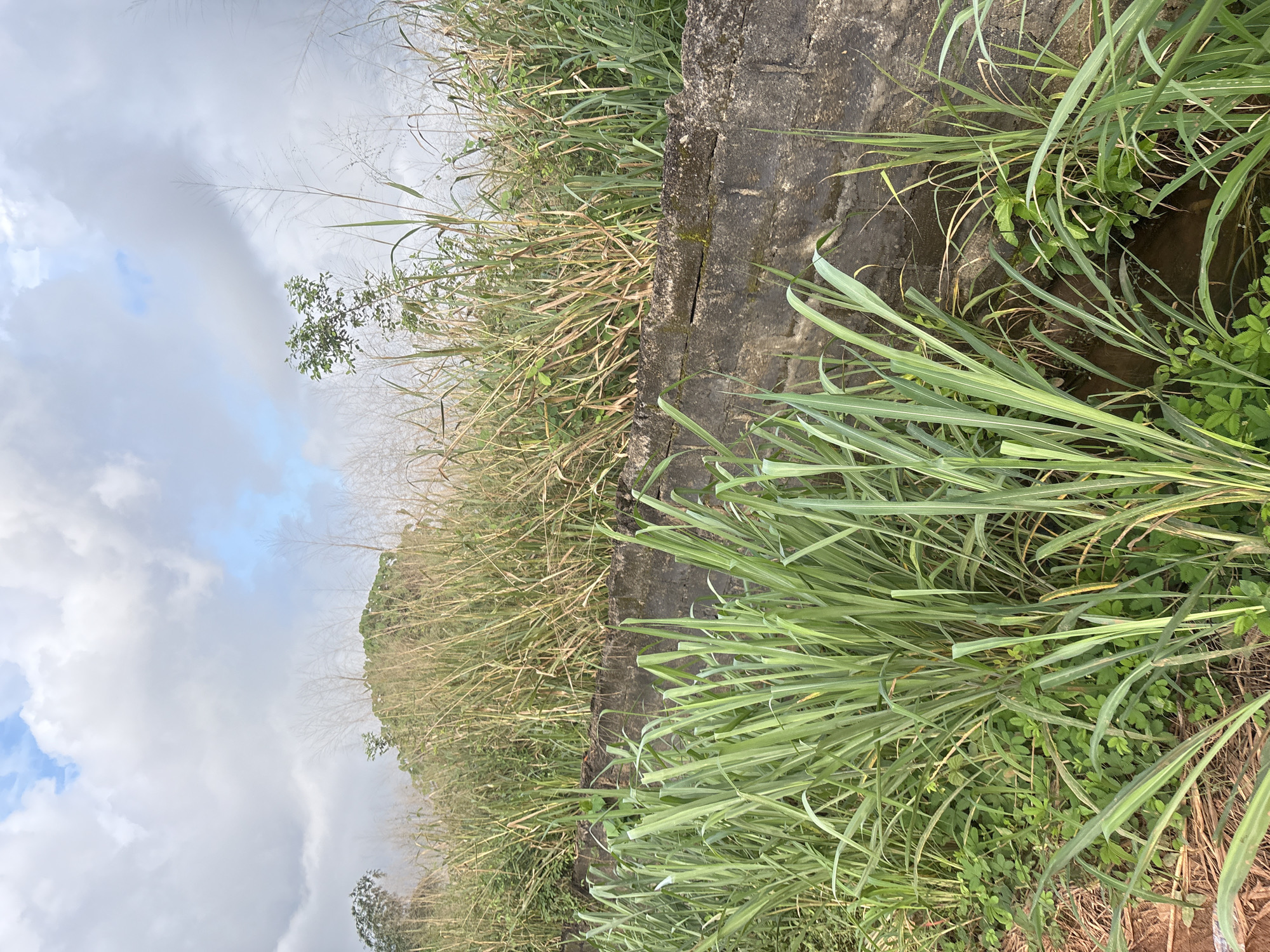 The image depicts an outdoor scene in Obosi, Nigeria, featuring lush vegetation and a low, rough-hewn concrete wall. In the foreground, tall, green sugarcane stalks dominate the frame, their broad leaves reaching upwards. Smaller, leafy green plants grow at the base of the sugarcane. Behind the sugarcane, the concrete wall, textured and weathered, runs horizontally across the mid-ground. Beyond the wall, a dense thicket of tall, dry, golden grasses and reeds stretches towards the horizon. A few sparse green trees and bushes are visible amidst the dry grasses. The sky above is partly cloudy, with patches of blue sky visible through large, white, and grey cumulus clouds. The overall impression is one of a natural, somewhat overgrown landscape.