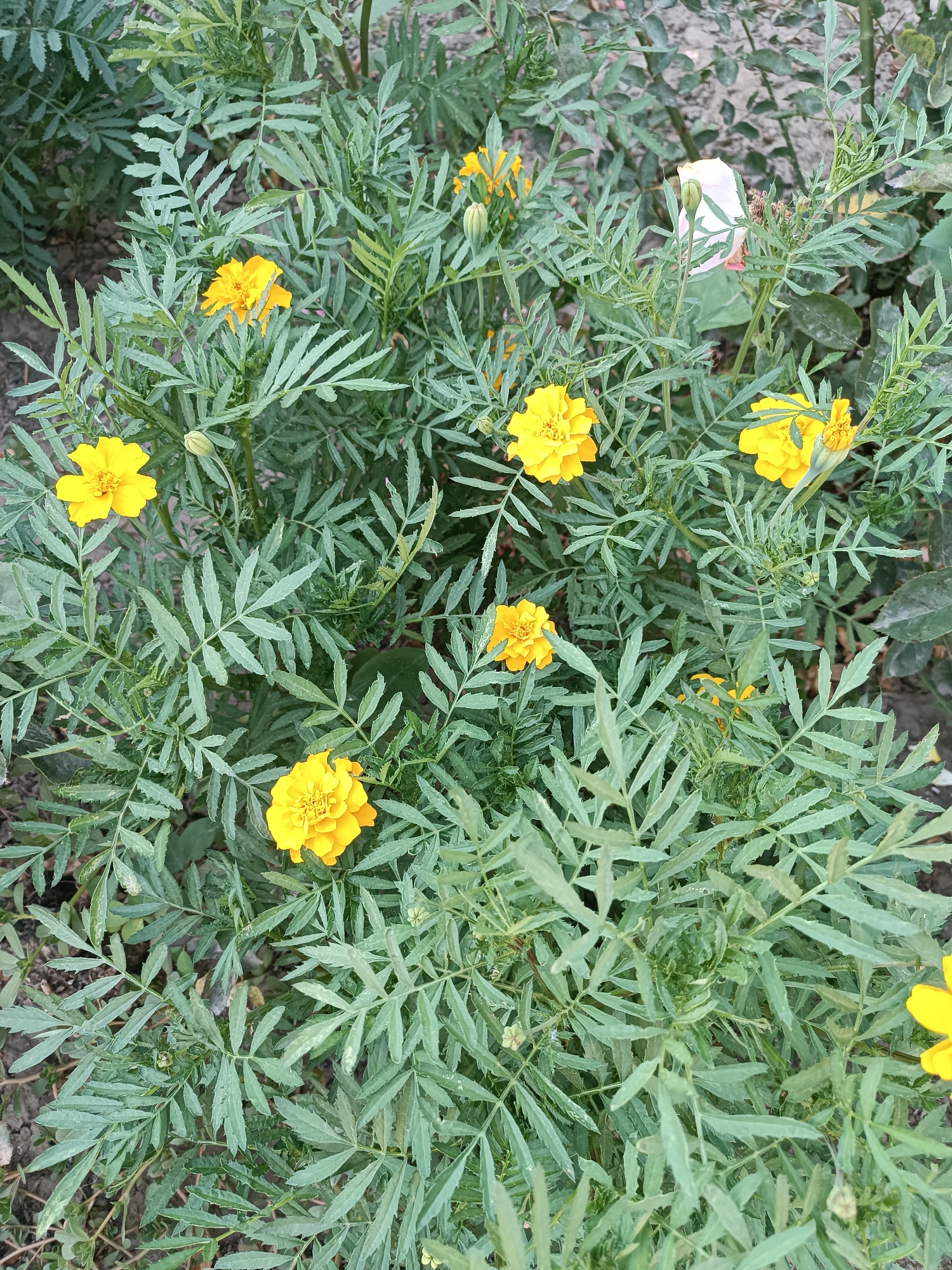 A close-up, overhead shot captures a cluster of yellow marigolds amidst their lush, green foliage. The flowers, varying slightly in their openness, display vibrant yellow petals. The leaves are feathery and deeply serrated, characteristic of marigolds. Some buds are visible, hinting at future blooms. The background consists of dry soil and other unidentifiable green plants, suggesting an outdoor garden setting. There are no people or animals present in the image. The scene appears to be in a city park or residential garden in Leușeni, Moldova, given the provided context.