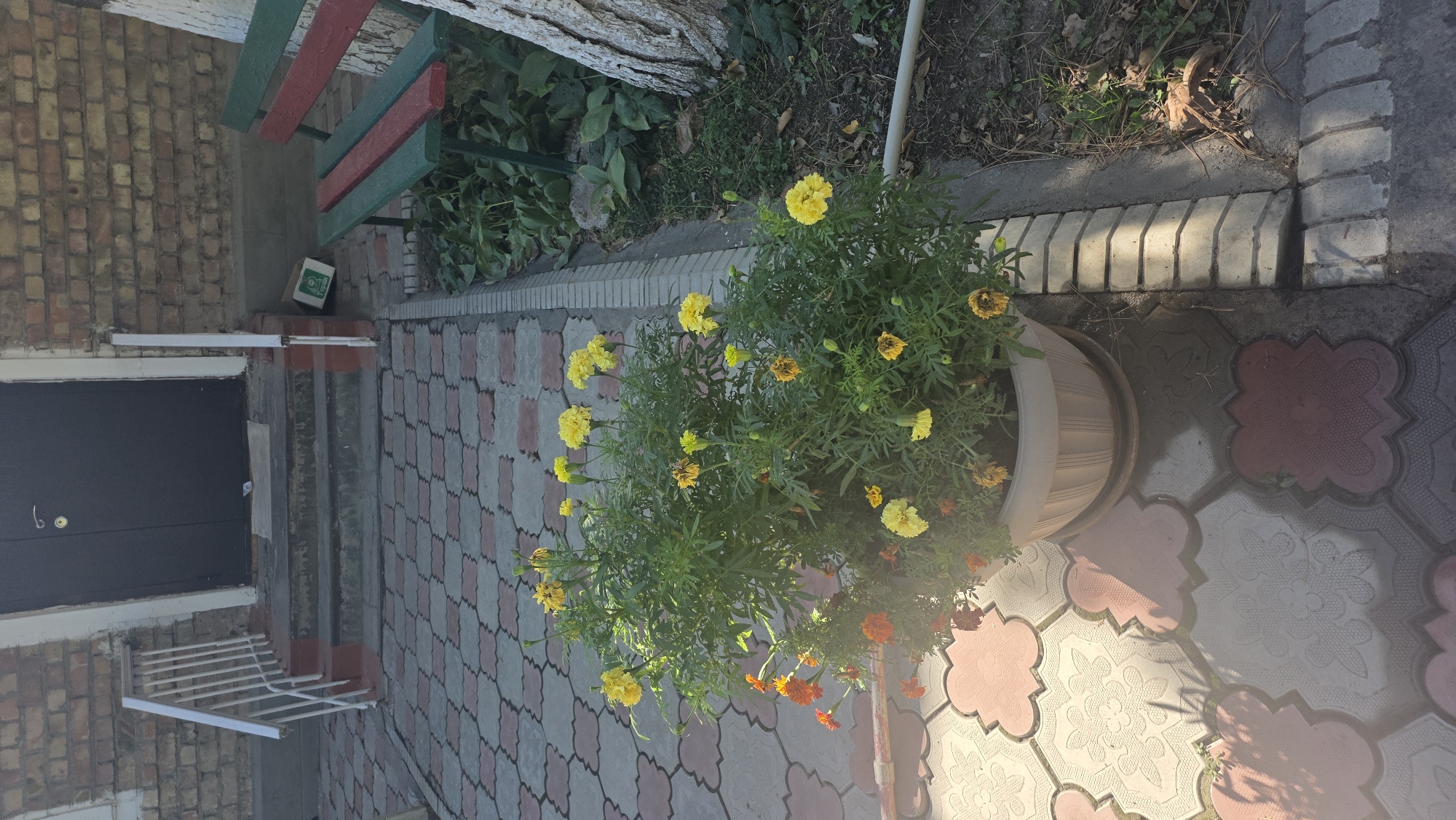 This image depicts the entrance to a building with a brick facade and a dark door. A concrete walkway with patterned paving stones leads to a short set of stairs with a white railing. To the right of the stairs, a wooden bench with green and red slats is visible. In the foreground, a large potted plant overflowing with yellow and orange flowers is placed on the paving stones. The environment appears to be outdoors in an urban setting, possibly in Tokmok City, Kyrgyzstan, suggested by the architecture and the presence of a bench. The lighting indicates it is daytime, with shadows cast by the plant and the railing.