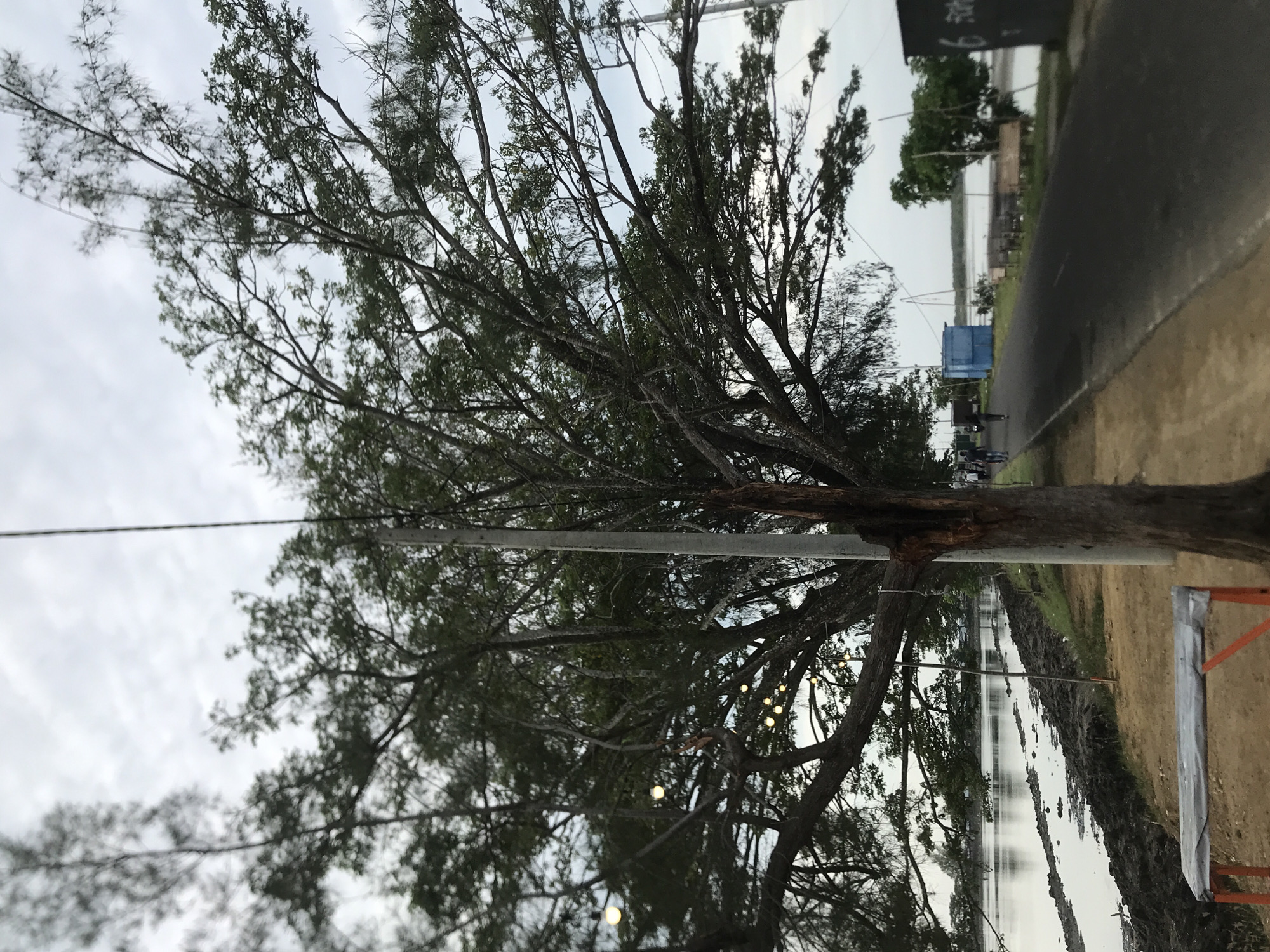 The image depicts a street scene in Lhokseumawe, Indonesia, characterized by a road running alongside a body of water, likely a river or bay. A large tree with spreading branches dominates the foreground, with some of its branches adorned with string lights. A utility pole stands beside the tree. On the right side of the road, a few people are visible walking, and further down, a blue structure and some trees can be seen. The water on the left appears somewhat muddy along the bank, with tire tracks visible in the mud. A simple bench is positioned on the dirt shoulder in the lower left corner of the frame. The sky is overcast.