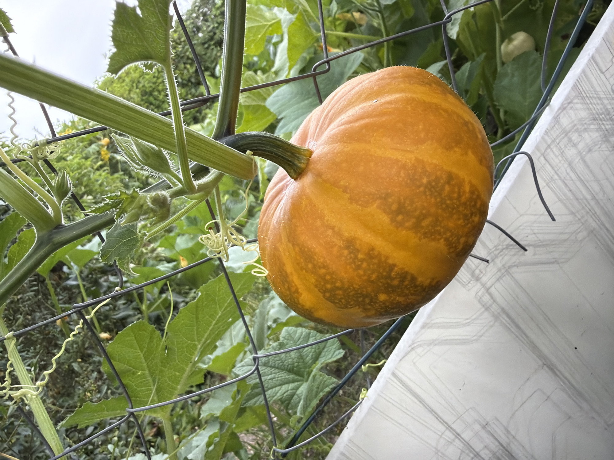 In an outdoor garden setting, a ripe pumpkin, approximately six inches in diameter, is suspended from a vine supported by a wire trellis. The pumpkin displays vibrant orange hues with subtle vertical striping and a rough, textured skin. The surrounding environment is lush with green foliage and the cloudy sky suggests overcast weather. The presence of a white, textured surface in the foreground indicates a raised garden bed or similar structure. The scene is devoid of any human presence. The specific location within Bayreuth, Germany, cannot be determined from the visual information provided.