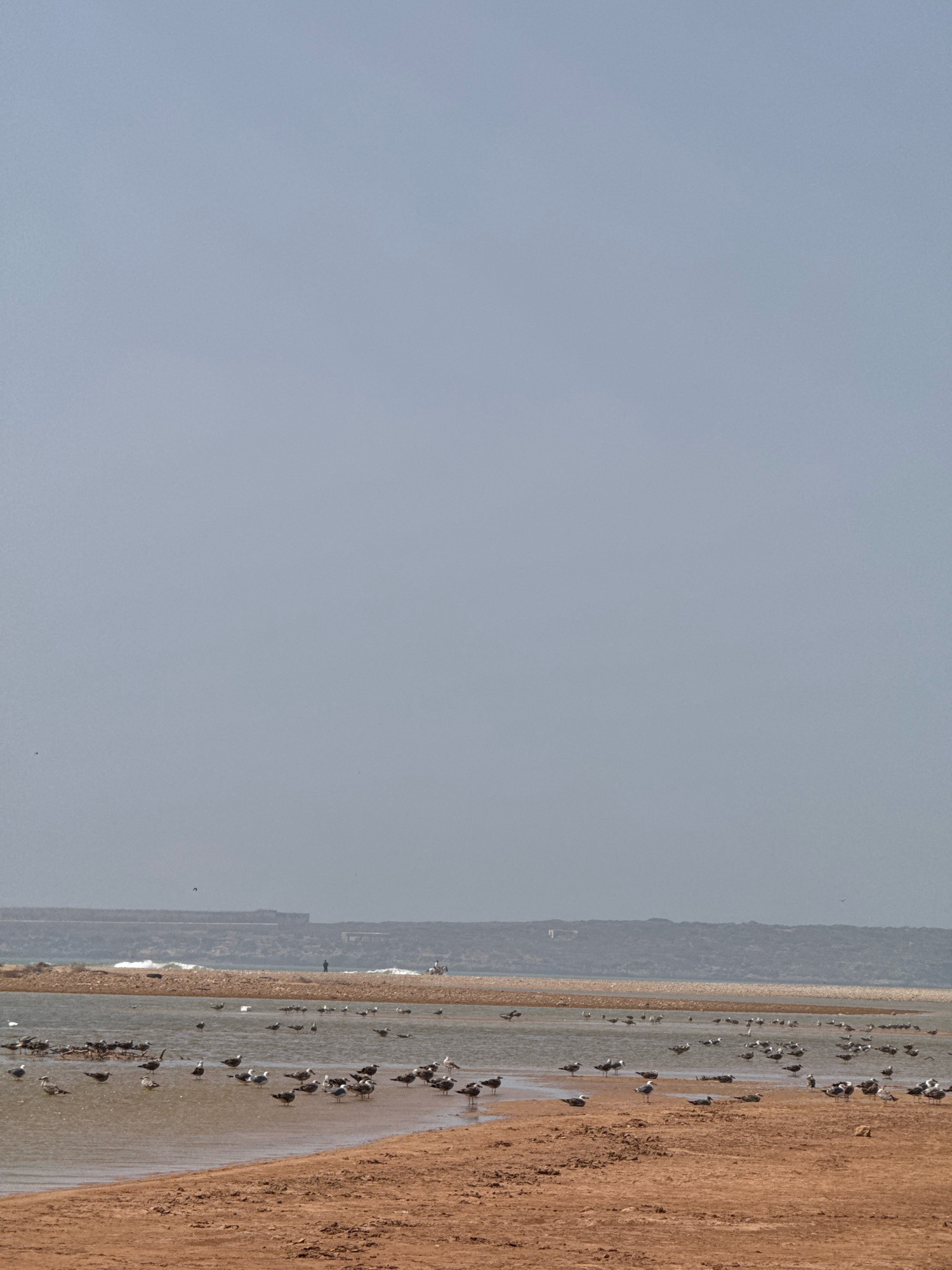 This photograph captures a coastal scene at the mouth of a lagoon in Essaouira, Morocco. The foreground features a sandy, reddish-brown beach. Beyond the beach, a body of calm, shallow water is teeming with a large flock of seagulls. The birds are dispersed across the water and along the shoreline, some standing, others appearing to be feeding or resting. In the background, a low, rocky coastline is visible under a hazy, light blue sky. A few distant figures can be discerned on the shoreline, including what appears to be a person standing and another on horseback. The overall impression is one of a natural coastal environment, likely a popular spot for birds and possibly frequented by locals or tourists.