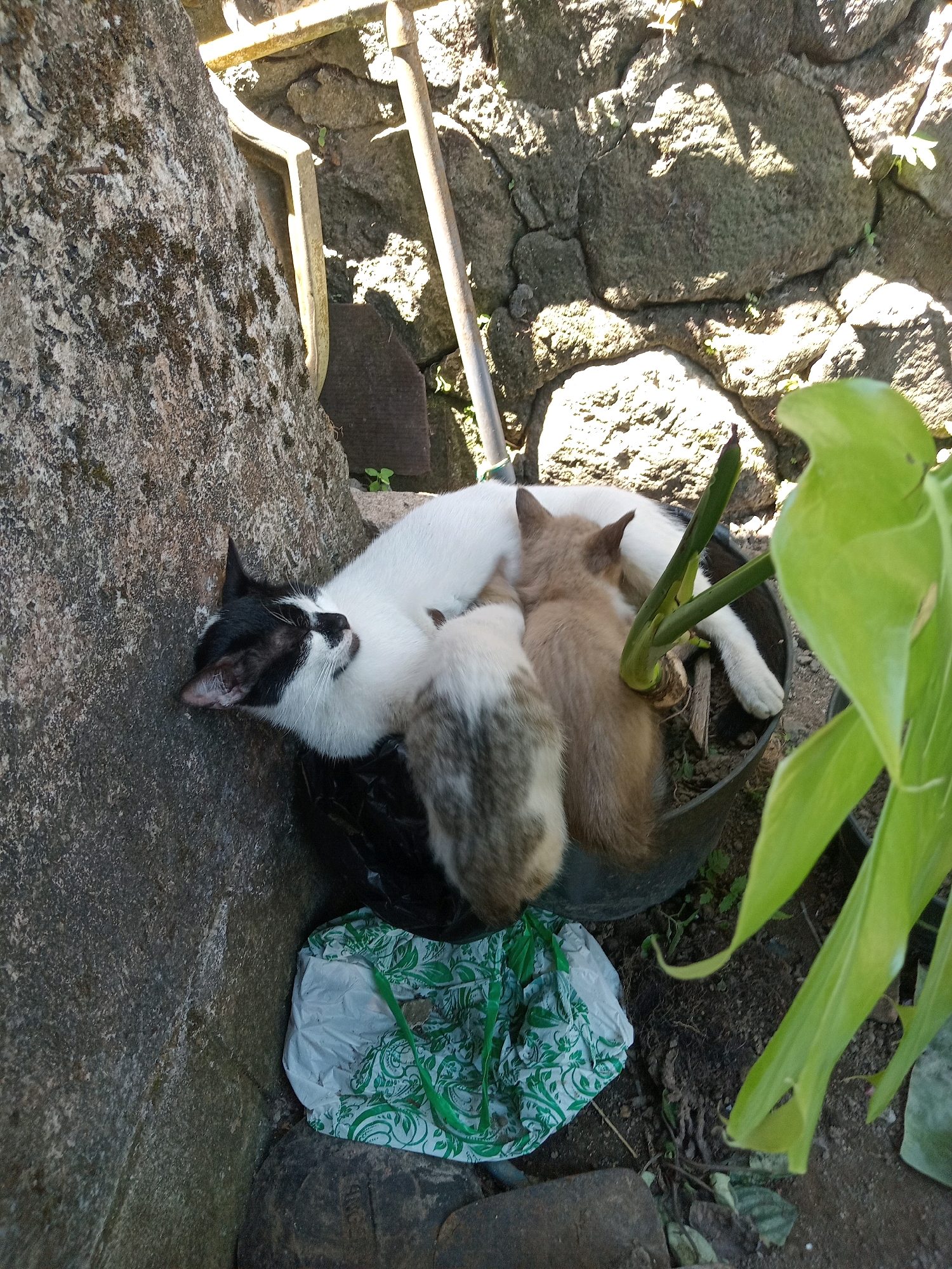 In Claket, Indonesia, a black and white cat is lying down next to a planter. A light brown kitten is nestled against the cat's white fur, appearing to nurse. Another kitten, with gray and white fur, is also positioned near the cat. The cats are situated within a black planter that contains a plant with green leaves. The planter sits on the ground, near a rough stone wall and a pile of debris that includes a crumpled plastic bag with a green and white pattern. Sunlight casts shadows on the stone wall and the ground, suggesting an outdoor setting.