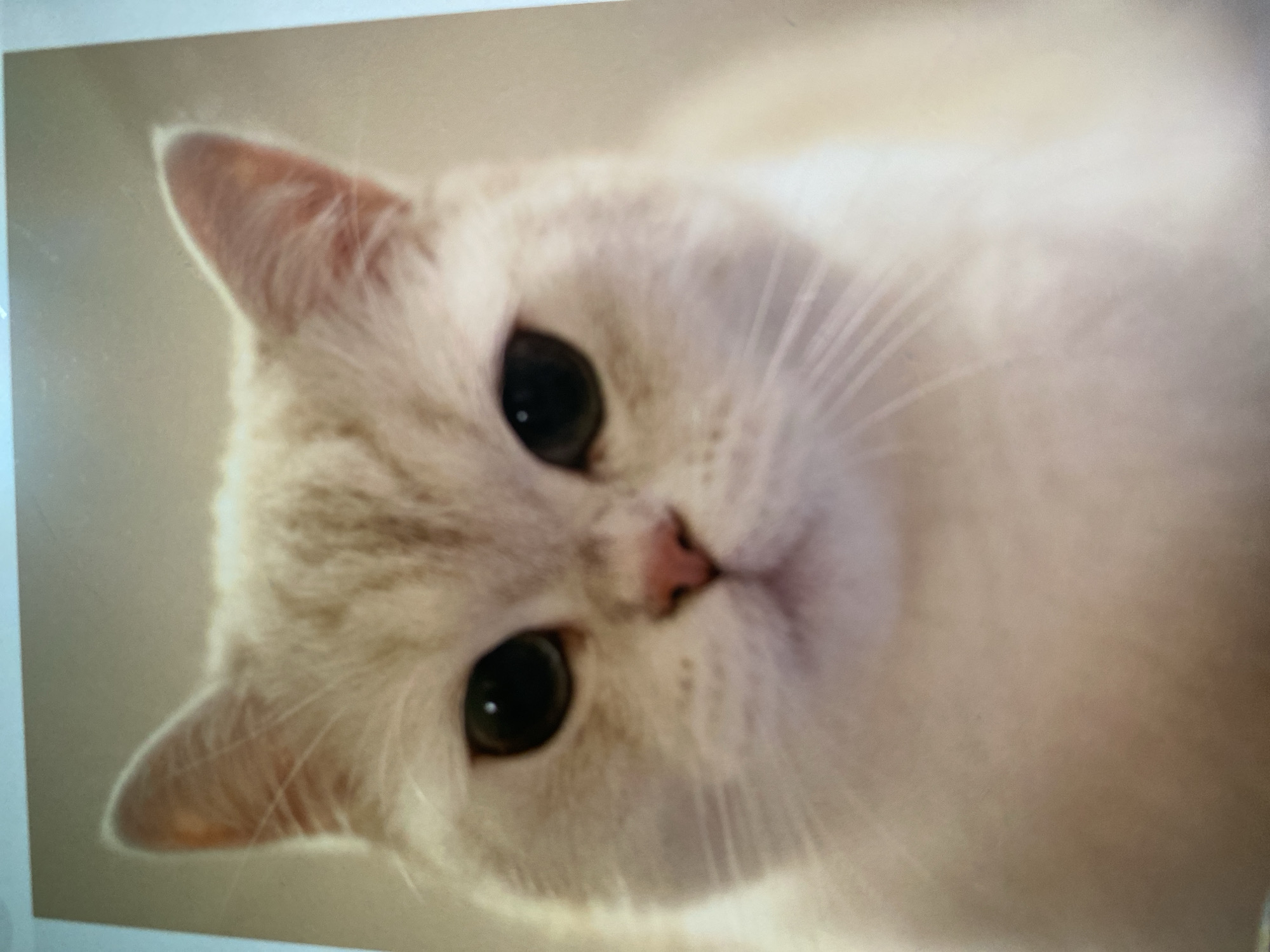 A close-up portrait of a cream-colored cat with large, dark eyes and a pink nose is presented. The cat's fur appears soft and fluffy, with subtle tabby markings on its head and ears. The background is a neutral, muted tone, suggesting an indoor setting. There is no discernible location in Ta', Indonesia.