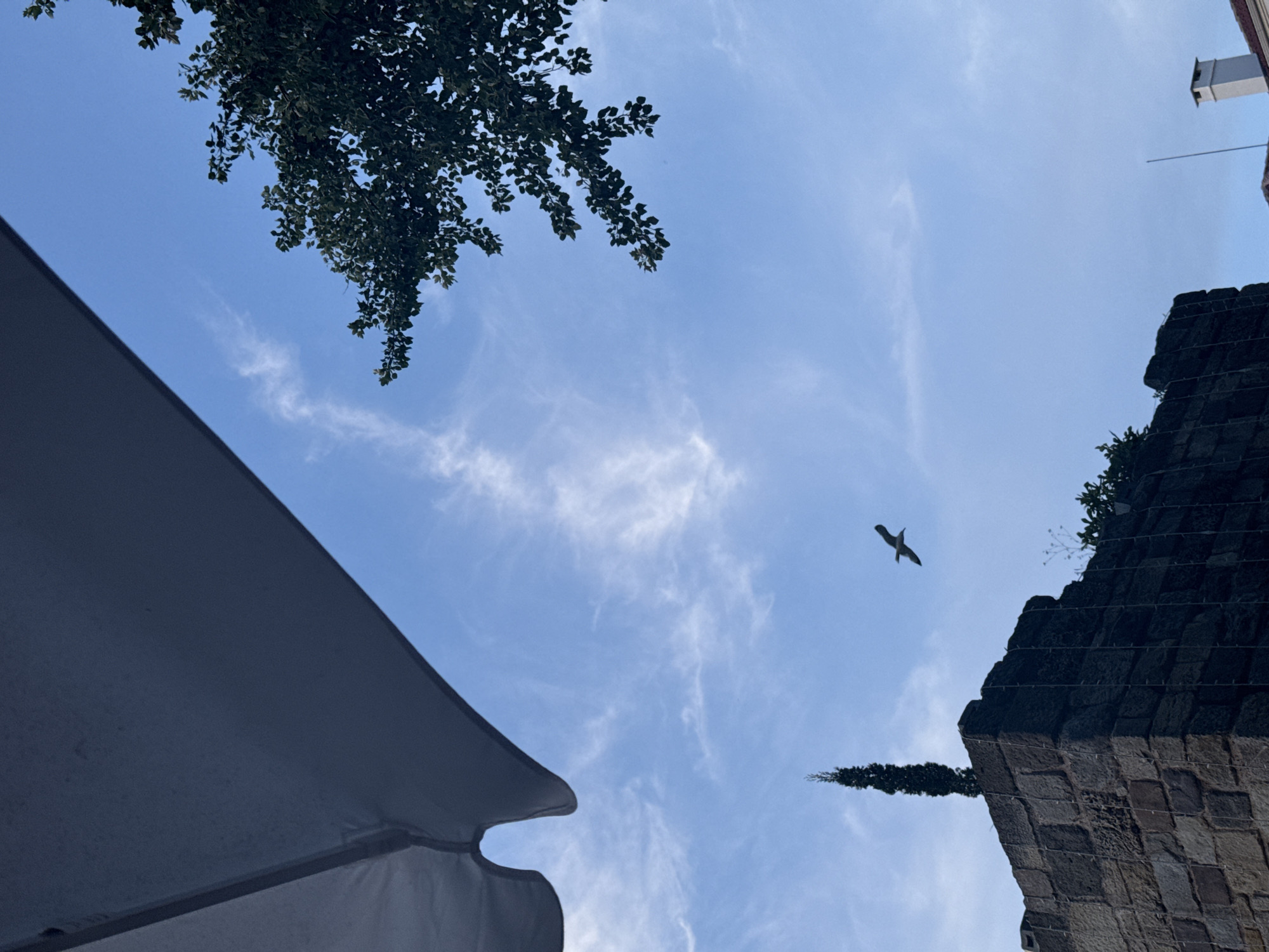 The image captures an upward-looking view of a clear blue sky with wispy clouds. In the foreground, a large, dark gray umbrella or awning occupies the left side, its textured surface suggesting it is made of fabric. On the right, a section of an old stone structure is visible, characterized by large, roughly cut stones and a texture that hints at age and weathering. Thin, horizontal wires are stretched across the stone surface, possibly a reinforcement or a trellis. A small evergreen plant grows from the top of the stone wall.
Silhouetted against the sky, a bird is in flight. Its wings are spread, indicating movement. A dark green tree canopy, with delicate leaves and branches, extends from the top left corner of the frame. The light suggests it is daytime, likely late morning or early afternoon, given the brightness of the sky and the clear shadows. There are no people visible in the frame. The setting appears to be outdoors, possibly a courtyard or a public space where an umbrella and an old stone building coexist. The overall mood is serene and natural, with the focus on the sky, the bird, and the architectural and natural elements framing it. There is no visible text in the image. The context of Sozopol, Bulgaria, suggests a coastal or historical urban environment.
