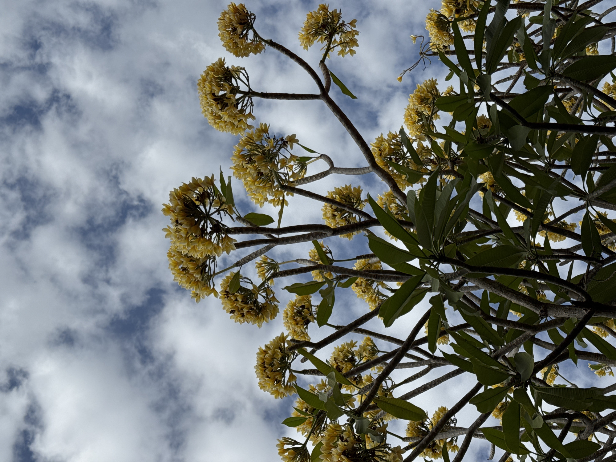 A low-angle, full-shot photograph captures the upper branches and clusters of yellow frangipani flowers against a dynamic sky filled with white, puffy clouds and patches of blue. The frangipani tree, with its thick, gnarled branches and dark green leaves, fills the lower portion of the frame. The flowers are abundant, forming large, dense clusters that are bright yellow. The scene appears to be outdoors, likely in a garden or park, with the bright sky suggesting daytime. The overall impression is one of natural beauty and vibrant flora against a backdrop of a lively sky. This scene could be found in many locations throughout Denpasar, Indonesia, as frangipani trees are a common sight in Balinese gardens and temples.