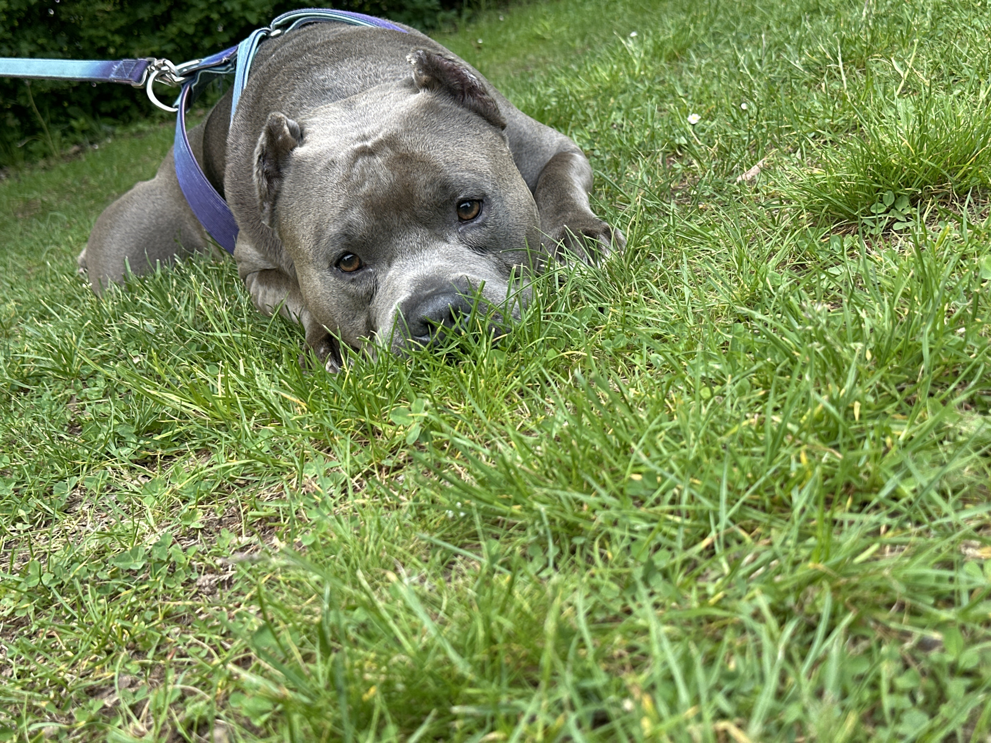 A medium-sized gray dog with a purple and blue harness is lying in green grass. The leash is attached to the harness. The dog is looking at the camera with brown eyes. The scene is set in an outdoor environment, likely a park or yard with short, well-maintained grass.
There is no evidence to determine whether the location is Heinebach, Germany.