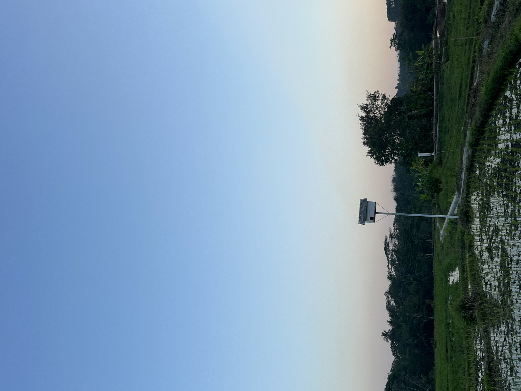 The image depicts a serene rural landscape at dusk, likely in Kalijoso, Indonesia. The sky transitions from a clear, soft blue at the top to a lighter hue closer to the horizon, with hints of pink or orange suggesting the setting sun. In the foreground, a flooded rice paddy reflects the sky and surrounding greenery. A dirt path or levee winds through the paddy. To the right of the path stands a tall pole with a white, multi-compartment birdhouse or structure mounted at the top. The middle ground is a lush green field, possibly also part of the rice cultivation. Beyond this, a dense line of dark green trees forms a natural backdrop, with palm trees and other tropical foliage visible. The overall atmosphere is peaceful and natural, with no people or animals immediately apparent. The lighting suggests early morning or late evening.