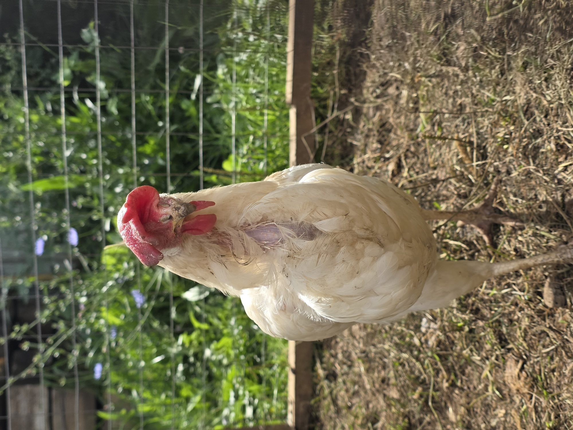 A white chicken stands in a dirt enclosure with dried grass and twigs on the ground. Behind the chicken is a wire fence with lush green foliage and some small blue flowers visible through the mesh. A wooden plank is also visible in the background. The chicken is facing forward and appears to be looking at the camera. Its head is adorned with a bright red comb and wattle. The chicken's chest feathers are ruffled, revealing some pinkish skin underneath. The lighting suggests it is daytime, with sunlight casting shadows on the ground.