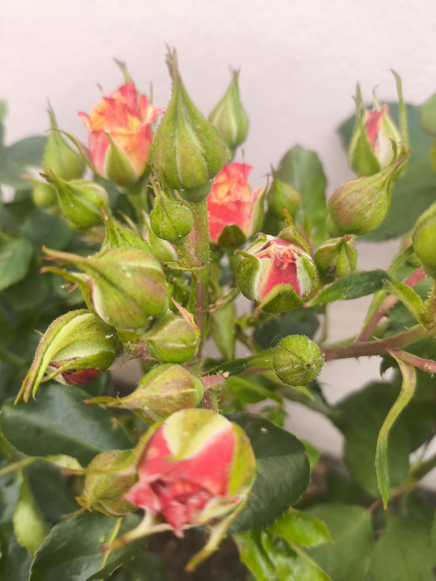 The media file captures a close-up, high-angle view of a rose plant, showcasing a cluster of rosebuds and partially opened miniature roses. The scene is dominated by vibrant green foliage and the striking colors of the budding flowers against a soft, light-colored, out-of-focus background, likely a wall or distant object.
The primary subjects are numerous rosebuds, many still tightly closed and encased in their green sepals. These buds are varied in their stage of development; some are entirely green, while others subtly reveal hints of red or yellow petals peeking through. Several buds are in the process of opening, displaying rich, multi-toned petals that transition from a bright, fuchsia-like red to a soft, sunny yellow at their centers. The petals exhibit a delicate, ruffled texture.
The stems of the rose plant are visible, a mix of green and reddish hues, and appear to have small thorns, characteristic of rose bushes. Lush green leaves, some slightly out of focus, provide a verdant backdrop for the blooms. Small water droplets are noticeable on some of the green sepals and stems, suggesting either recent watering or morning dew.
The lighting is bright and natural, indicating daytime. The shallow depth of field keeps the focus sharply on the developing flowers, blurring the background into a soft, ethereal glow. The overall impression is one of natural beauty, growth, and the anticipation of full bloom, reflecting the botanical charm of Puebla, Mexico. There is no visible text in the image.