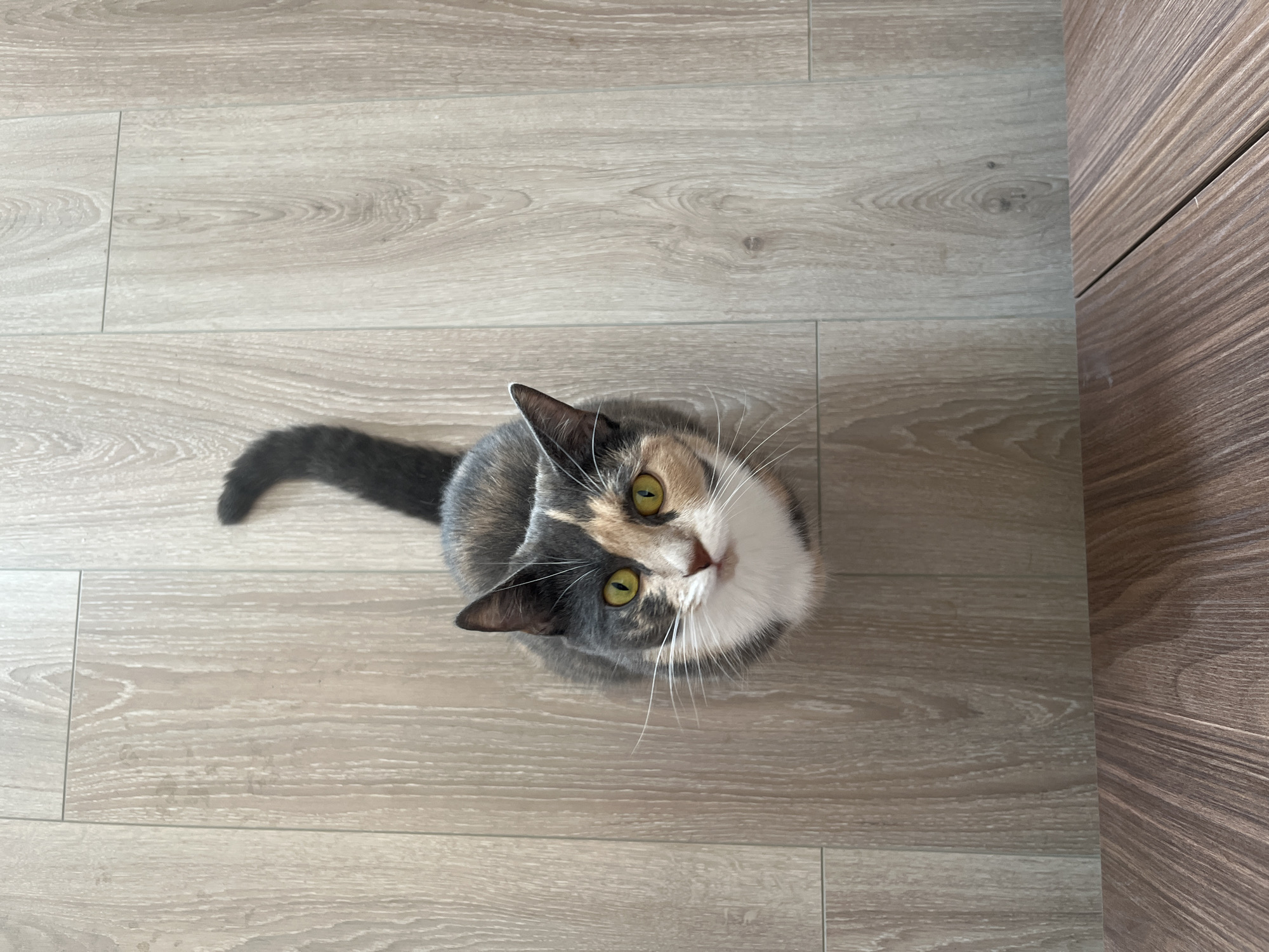 A calico cat with yellow-green eyes and a white chest is sitting on a light wood-grain floor. The cat's tail is curled up its back and is dark gray. The cat is looking directly up at the camera. The floor is made of planks laid horizontally. In the foreground, there is a darker wood-grain surface, also made of planks. The image is taken from a high angle, looking down at the cat. There is no indication of the city of Saint Petersburg, Russia, in this image.