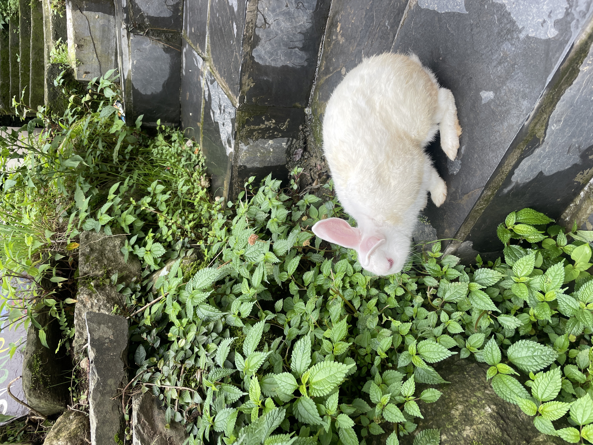 A white rabbit with pink ears and pink eyes is positioned on a wet, dark stone staircase. The rabbit is facing left, partially obscured by lush green foliage that grows from the stone embankment to its left. The staircase is made of dark, flat stone slabs and appears to be outdoors, possibly in a garden or park area. The background shows more greenery and some stone structures. The overall scene suggests a humid environment, as indicated by the wet appearance of the steps and the vibrant green of the plants.