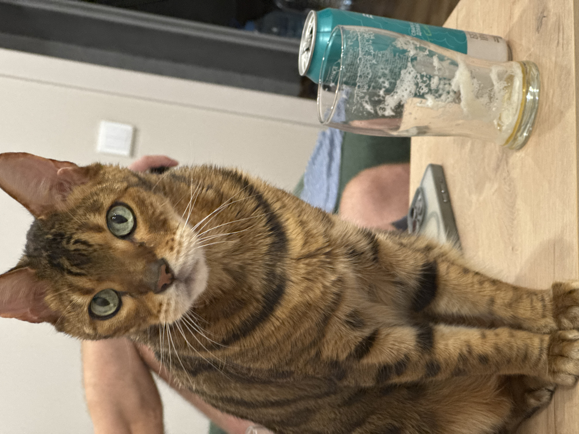 An indoor, eye-level shot captures a close-up of a tabby cat with green eyes, its fur featuring dark brown stripes against a lighter brown background. The cat is positioned on the left side of the frame, looking directly at the camera. Its front paws are visible, resting on a light-colored wooden surface. To the right of the cat, on the same wooden surface, is a mostly empty, clear glass with a small amount of foam and liquid at the bottom, and a teal colored can with white lettering. The background is softly blurred, showing hints of a person's arm and hand petting the cat on the left, and a beige wall with a white light switch on the right. The lighting is moderate and appears to be artificial.