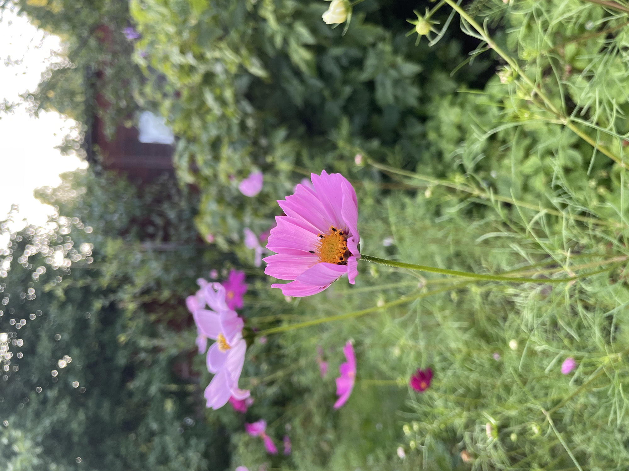 A close-up, eye-level shot of pink cosmos flowers in a garden. The flowers are in various stages of bloom, with the closest one in sharp focus, displaying delicate pink petals surrounding a yellow center. In the background, a blurred wooden structure with a window is visible, partially obscured by lush green foliage. The sunlight creates a soft bokeh effect in the upper portion of the image. The scene appears to be in the city of Дресвяново, Russia, likely a residential garden during daytime. There are no people or animals visible in the image.