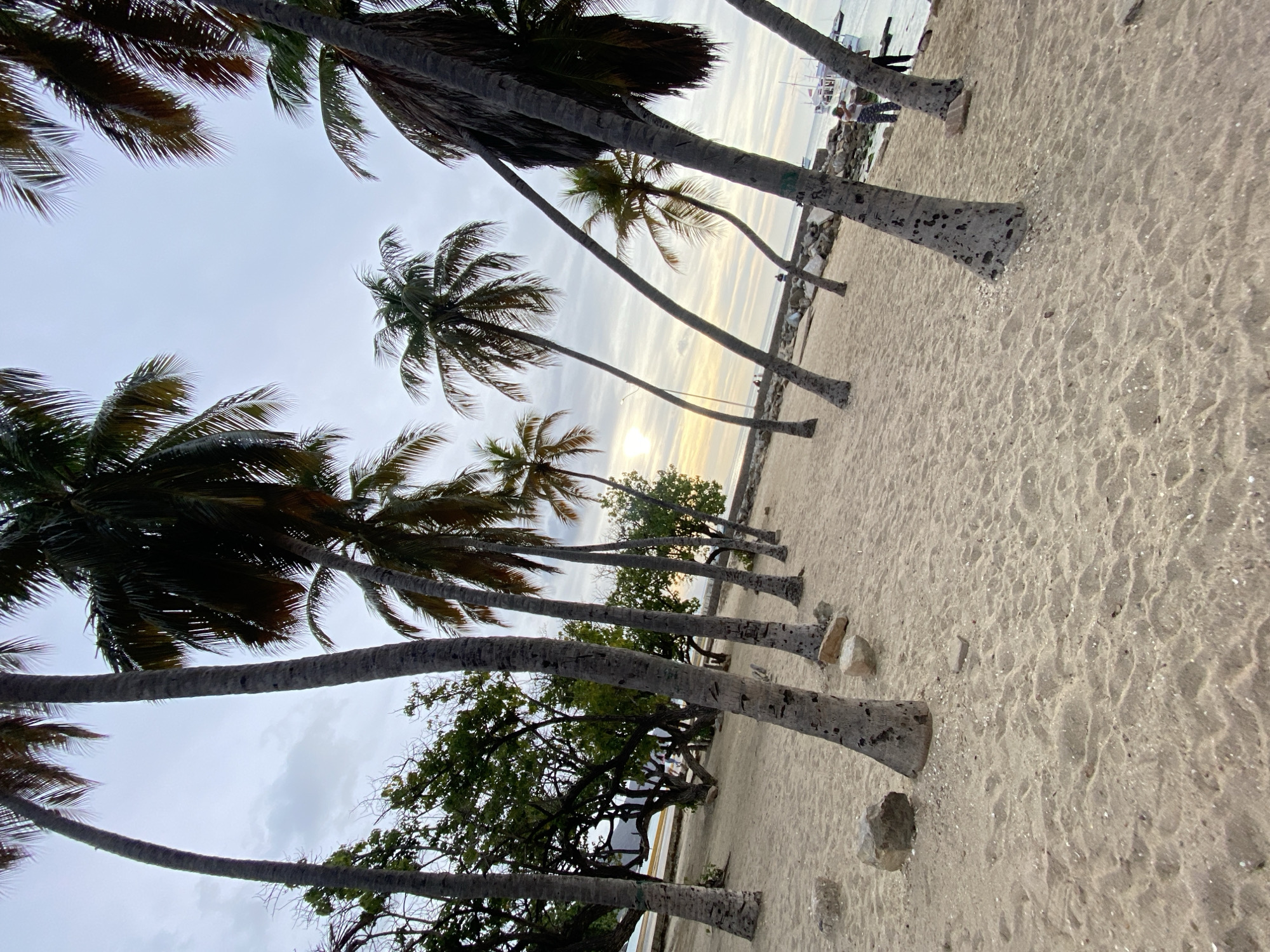 The image displays a coastal environment in Juan Griego, Venezuela, likely during twilight hours, characterized by a low sun. The foreground features light-tan sand with distinct footprints and scattered small white shell fragments. Several irregular, light-colored rocks are present on the sand, particularly around the bases of trees.
A prominent line of approximately fifteen to twenty palm trees, varying in height and angle, occupies the midground. These trees have slender, greyish-brown trunks, some leaning sharply towards the right side of the frame, and dark green fronds. Behind the initial line of palm trees on the left, a dense cluster of smaller green-leafed trees and shrubs is visible, bordering a paved area. A low-lying mountain or hill is discernible in the distant background on the left.
To the right, a calm body of water, likely a bay, displays a light blue-green hue near the shore. A rocky breakwater or natural shoreline separates the sand from the water. Several boats with white hulls, some equipped with masts, are moored or anchored near the shore.
The sky is partially overcast, with a mix of grey and white clouds. A bright, yellowish-white light source, consistent with the sun, is low on the horizon.
Several individuals are present. On the right, near the water's edge and the rocks, one person in light-colored clothing is observed bending over. A second, partially obscured individual stands nearby. In the midground on the paved area to the left, two indistinct figures are visible, apparently walking. Additional blurry figures are present near the water further out. No explicit interactions between individuals are discernible.
