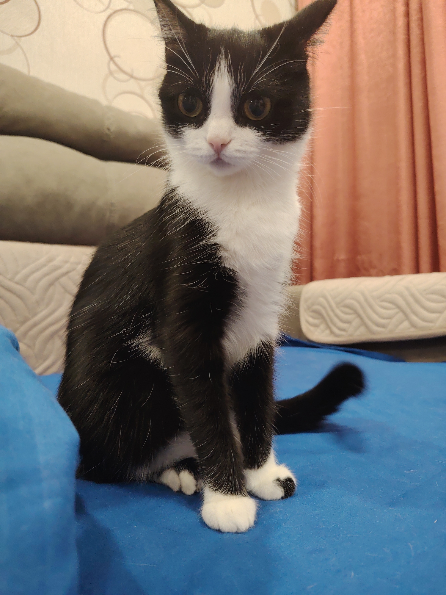 A black and white domestic cat is observed sitting upright and facing directly forward in an indoor environment within the city of Unknown, Unknown. The cat displays a tuxedo coat pattern, featuring black fur across its back, head, and tail, contrasting with white fur on its muzzle, chin, chest, belly, and paws. A distinct white blaze runs between its brown, alert eyes. White whiskers are visible protruding from its muzzle. The feline is positioned on a blue fabric surface. The background elements include a light beige wall with a subtle swirling circular pattern visible in the upper left quadrant. To the left of the cat, a section of a light grey upholstered sofa is present. To the right, a reddish-orange curtain hangs, behind which a cream-colored, quilted furniture piece is partially discernible. The cat's black tail rests on the blue fabric, exhibiting a slight motion blur.