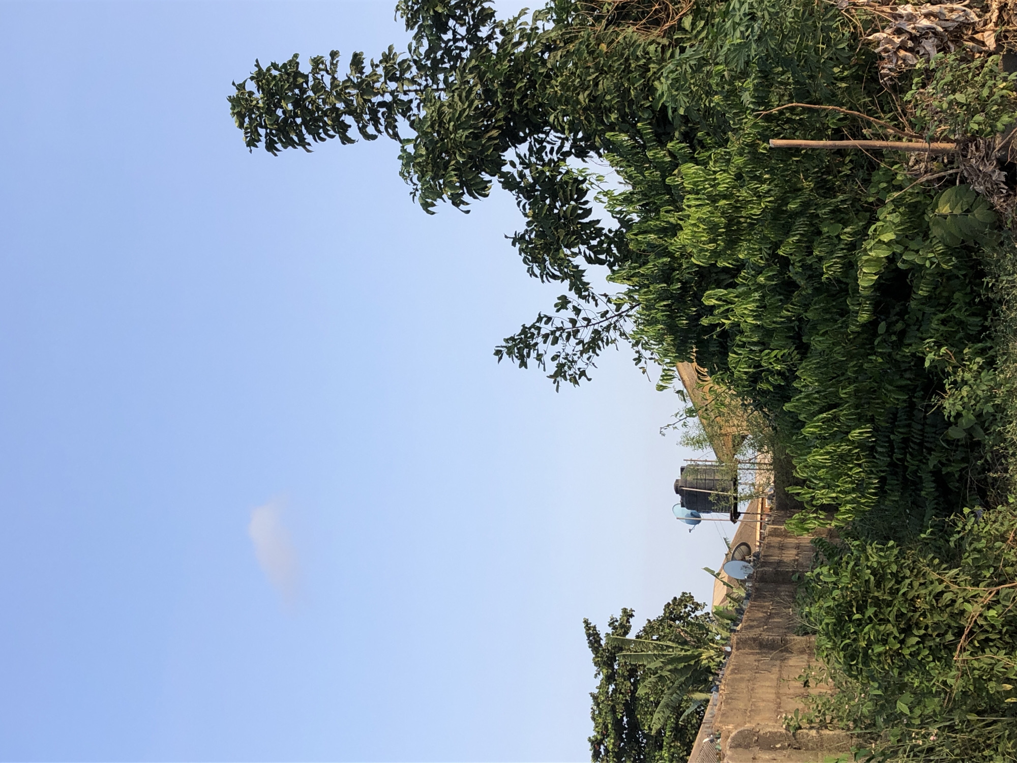 The image captures an upward view of a building with a wall, partially obscured by dense green foliage and tree branches. The sky above is a clear blue with a single small cloud. The building’s roofline is visible, revealing several water tanks, one of which is black and another blue. There is also a satellite dish mounted on the roof. The wall appears to be made of concrete or a similar material. The dense greenery suggests a tropical or lush environment.