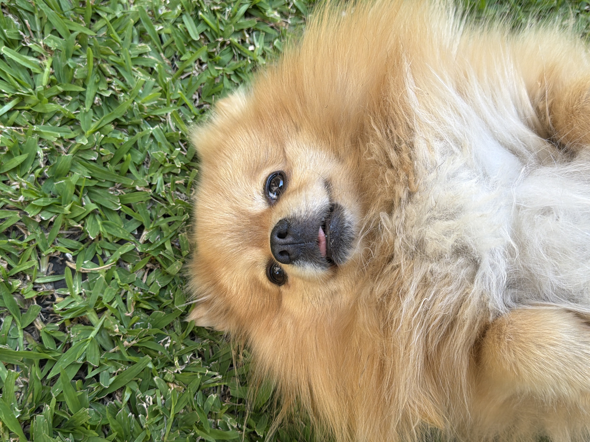 A fluffy, light-brown Pomeranian dog is lying on its back on green grass. The dog's head is visible, with its black nose and a small pink tongue sticking out. The dog's eyes are looking towards the camera. The background is a field of green grass. The location and specific details about the city of Cuautla, Mexico are not identifiable within this image.