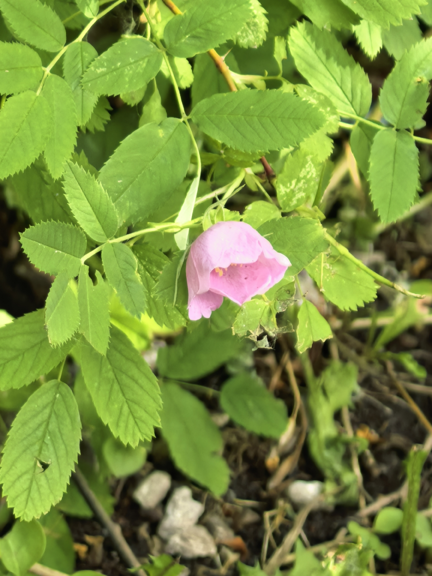 The image shows a single pink rose blossom amidst green foliage. The leaves surrounding the blossom have serrated edges. The background is out of focus but shows hints of mulch and small stones. The scene appears to be in a garden or natural setting. There is no specific evidence in the image to indicate it is in Sterlitamak, Russia.