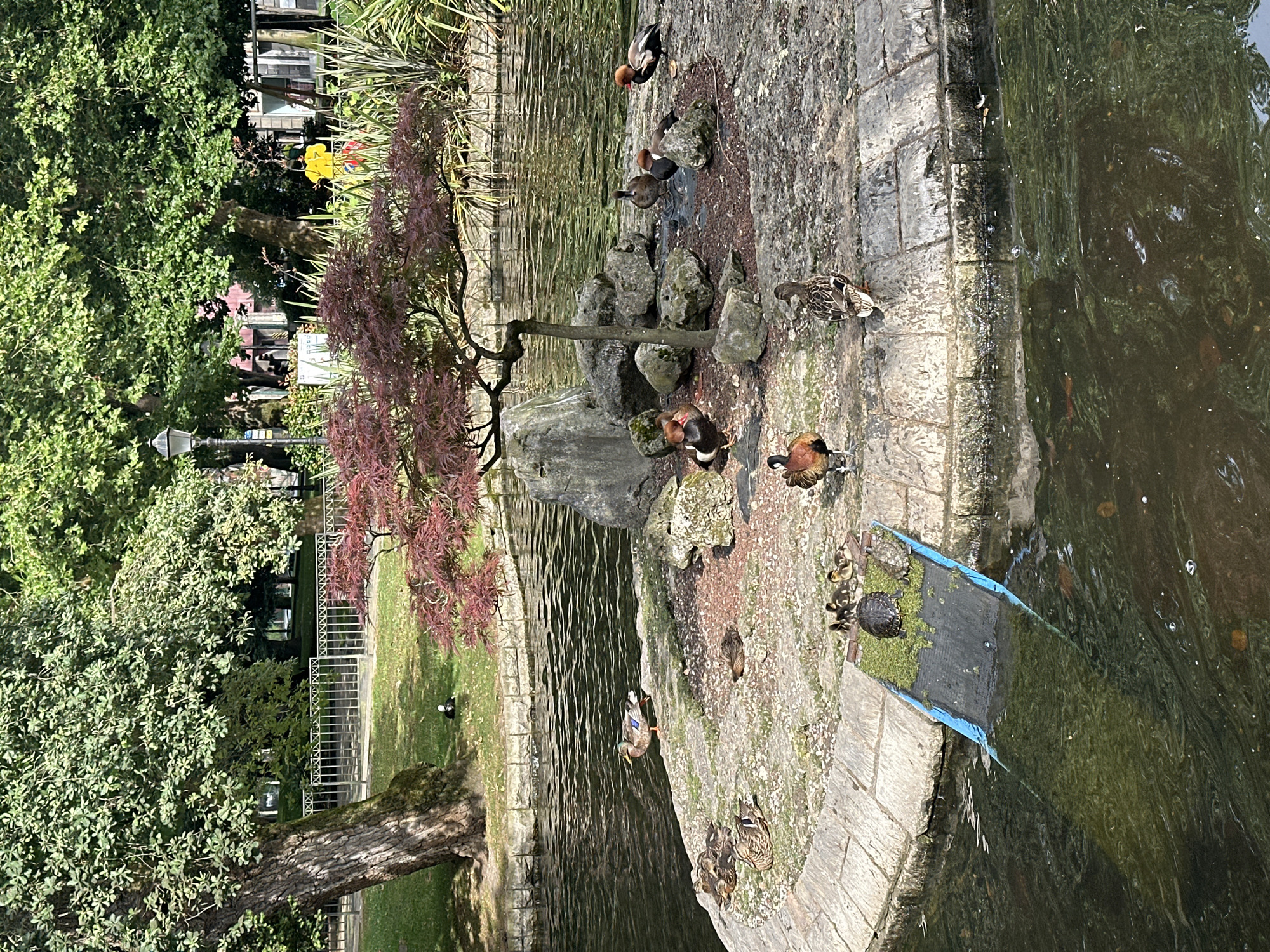 The image depicts a small island in a pond, likely within the Campo San Francisco park in Oviedo, Spain. The island features a miniature Japanese maple tree with red foliage, several rocks, and a variety of ducks and ducklings. Two turtles are visible on a blue and green ramp leading into the water. In the background, there are lush green trees, a lamppost, a metal fence, and buildings. The water of the pond is dark and reflects the surrounding greenery. Several ducks are on the island, either standing or resting, while others are in the water. Some of the ducks have distinctive reddish-brown heads. The overall scene is one of a serene natural setting within an urban park.
