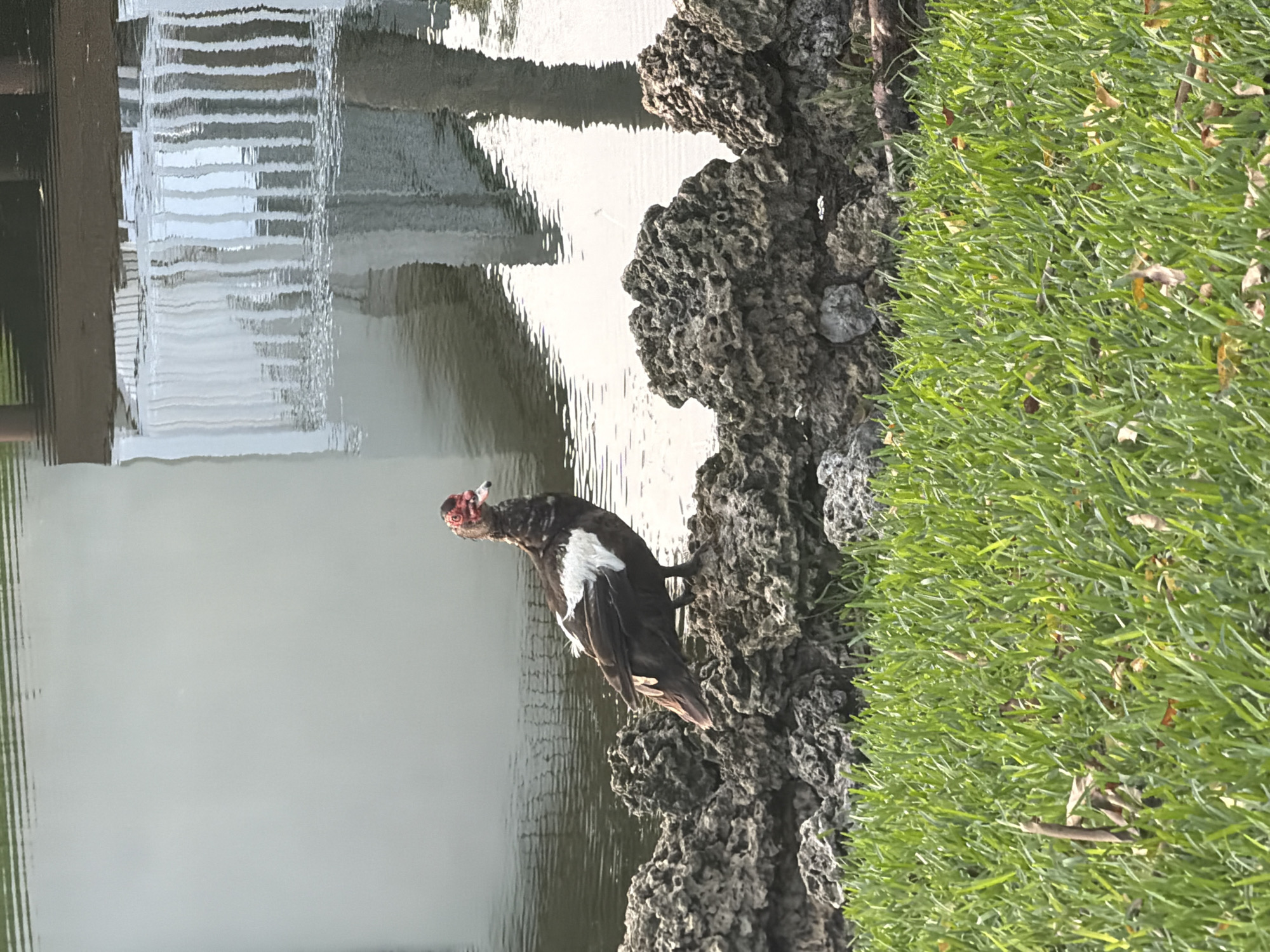 A single Muscovy duck with black and white plumage and a red, bumpy face stands on a rocky shoreline. The duck is facing to the right, with its head slightly turned towards the camera. Behind the duck, there is a body of water with reflections of a white structure with vertical elements and brown posts. The water's surface is rippled. In the foreground, there is a patch of green grass with scattered dry leaves and small twigs. The overall scene appears to be an outdoor setting, possibly a park or waterfront area. There are no people or other animals visible in the image. The lighting suggests it is daytime, with natural light illuminating the scene.