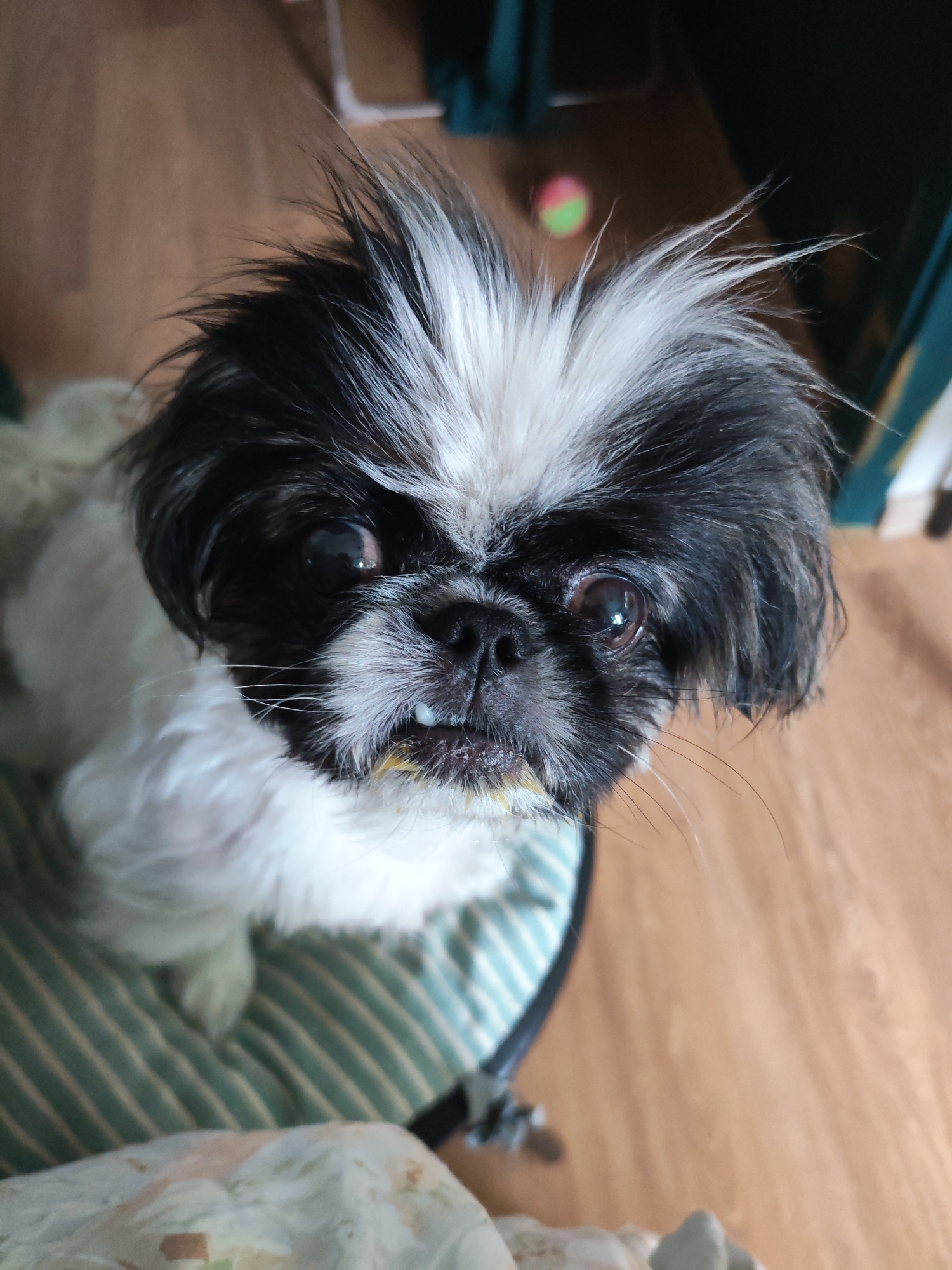 A close-up, high-angle shot shows a small, black and white Shih Tzu dog sitting on a striped, green and white pet bed. The dog has messy, spiky fur on its head, with a mix of black and white strands. Its face is black around the eyes and nose, and its muzzle has some yellow residue. The dog is looking up toward the camera with a slight underbite visible. The background includes a wooden floor, a blurred green object, and a glimpse of what appears to be a curtain or hanging fabric. There is no indication of the location being Izhevsk, Russia.