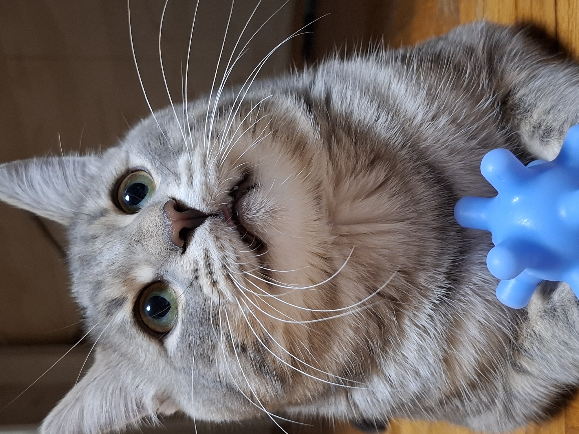 The image presents a close-up, high-angle shot of a gray and silver tabby cat looking directly upwards towards the camera. The cat has striking greenish-gold eyes with distinct dark pupils, reflecting light. Its long, white whiskers fan out widely from its face, and its nose is a soft pink. The cat's mouth is slightly ajar, revealing a hint of its tongue. Its fur displays a beautiful pattern of darker gray stripes and patches against a lighter silver-gray base.
The cat appears to be lying down or resting, with its head tilted to give it an alert and curious expression. To the right of the cat's body, a bright blue, irregularly shaped object with rounded protrusions is visible, strongly suggesting a pet toy.
The background consists of a warm, light brown wooden surface, likely a floor or piece of furniture, indicating an indoor setting. The lighting is soft and natural-looking, highlighting the textures of the cat's fur. There are no other subjects, people, or visible text in the frame. The overall impression is of a calm yet inquisitive pet in a home environment. The provided context indicates the location is Novi Sad, Serbia, though no specific visual cues for this are present within the image.