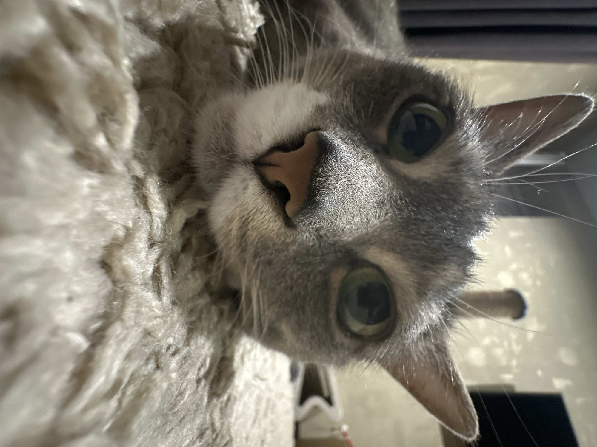 A close-up, low-angle shot shows the head of a gray tabby cat lying on a fluffy, light-colored rug. The cat's face is positioned towards the camera, with its eyes wide open and looking forward. The cat's fur appears short and sleek, with subtle tabby markings. Its nose is pink and its whiskers are prominent. The background is softly blurred, showing hints of indoor elements like curtains and a cylindrical object, possibly a scratching post. The lighting in the scene is warm, creating a cozy atmosphere. There are no people or any other animals present in the image. The location is unspecified within the city of Unknown, Unknown.