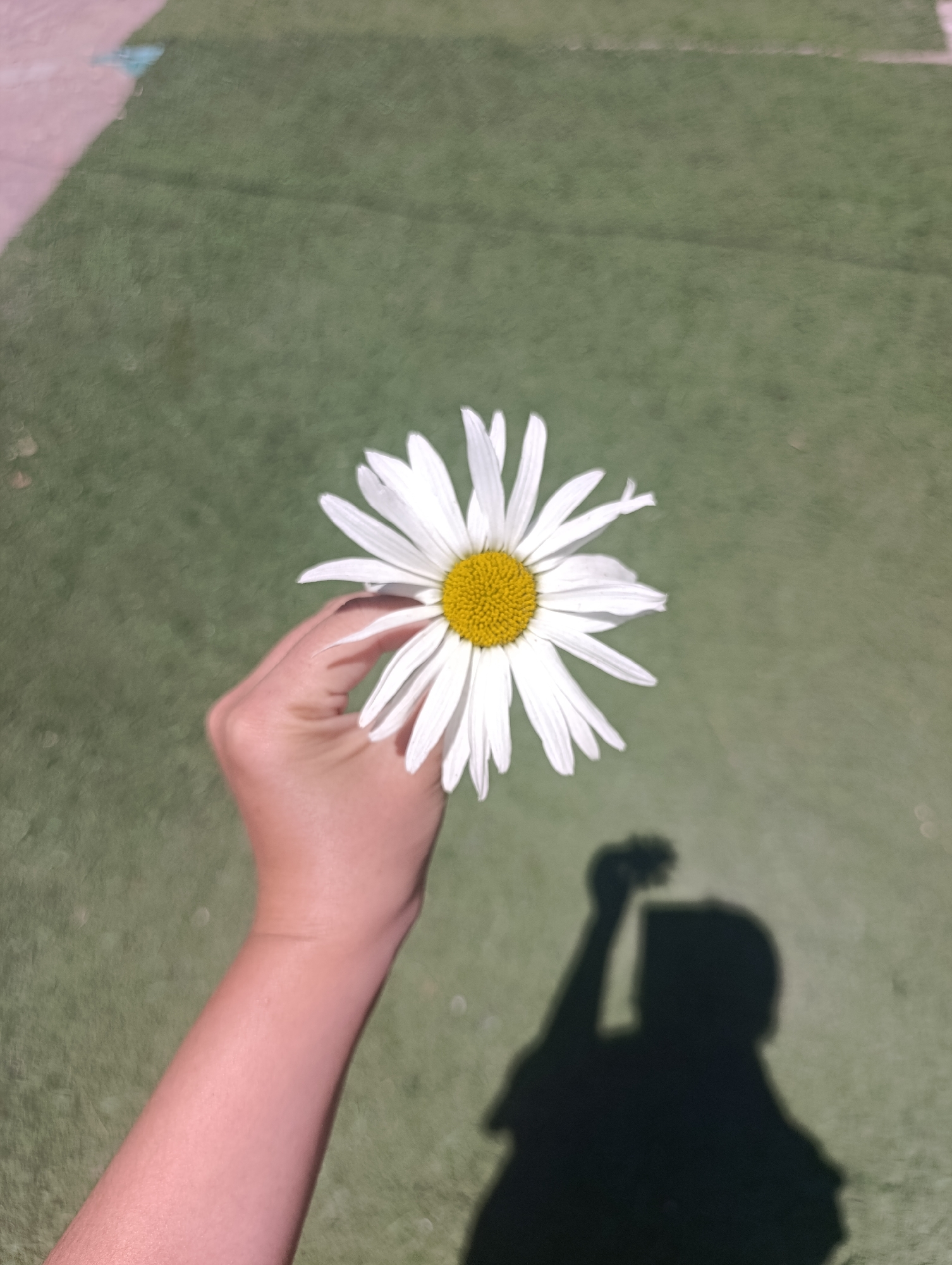 In Bosteri, Kyrgyzstan, a hand holds a white daisy with a yellow center. The flower is positioned to the left of the frame, obscuring the background which appears to be a greenish, textured surface, possibly artificial turf. The lighting suggests an outdoor setting, with a distinct shadow of a person holding the flower cast on the surface to the right. The shadow shows an arm raised, holding what appears to be a flower.