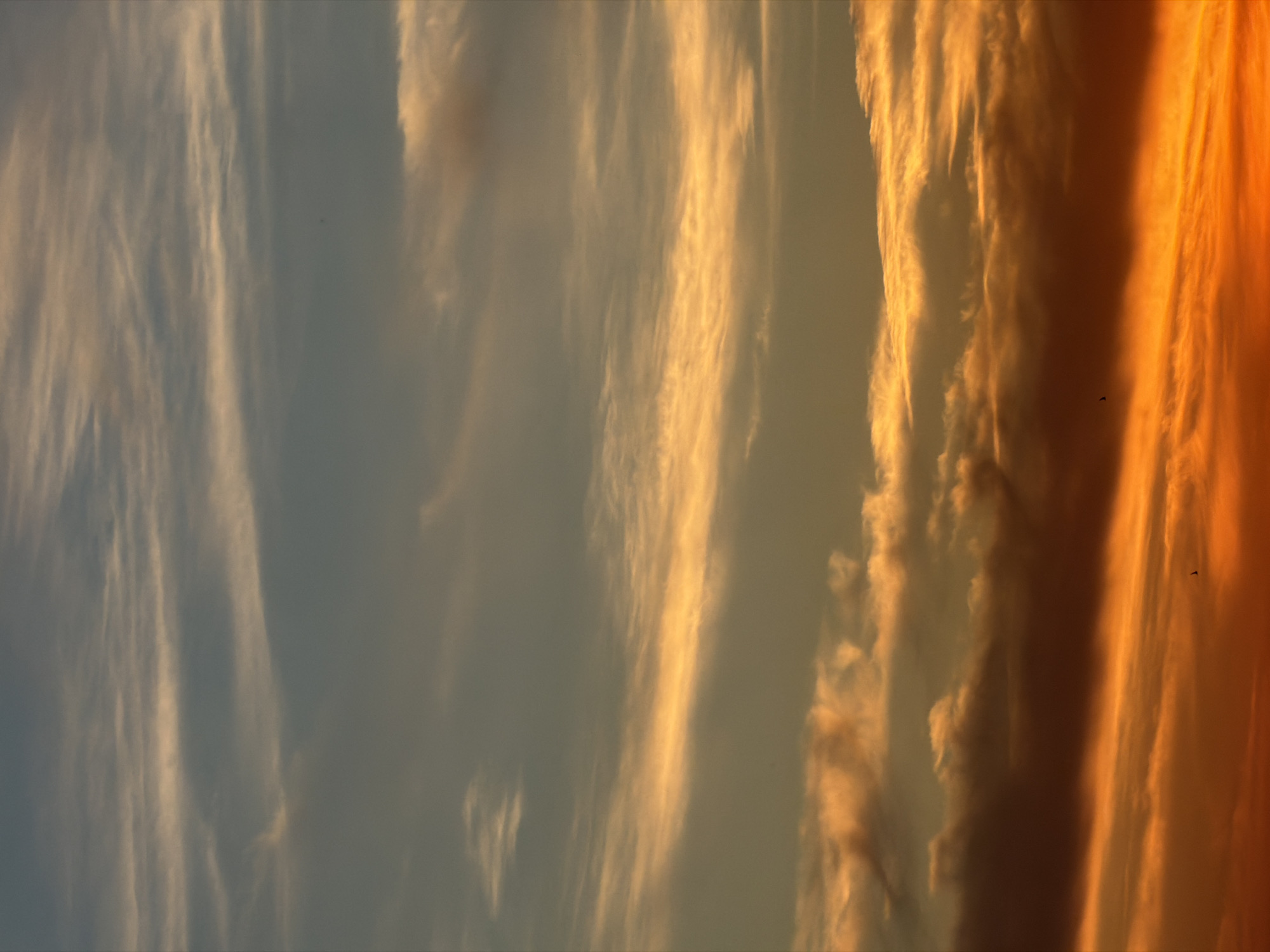 The image displays a vibrant sunset or sunrise sky over Unknown, Unknown, dominated by horizontal cloud formations. The upper portion of the frame features a pale blue-grey sky with translucent, wispy white clouds. Progressing downwards, the sky transitions through various shades of grey, yellow, and orange, with more defined cloud layers receiving direct sunlight. In the mid-ground, a prominent band of bright golden-orange clouds stretches horizontally across the frame. The lower third of the image is characterized by intensely saturated orange and red hues, indicating the sun's low position. Darker, shadowed clouds are interspersed with brightly lit ones in this section, creating depth. A few minute, dark specks, possibly distant birds, are visible against the illuminated sky in the lower-mid portion of the frame. There are no discernible human subjects, man-made objects, or specific actions.