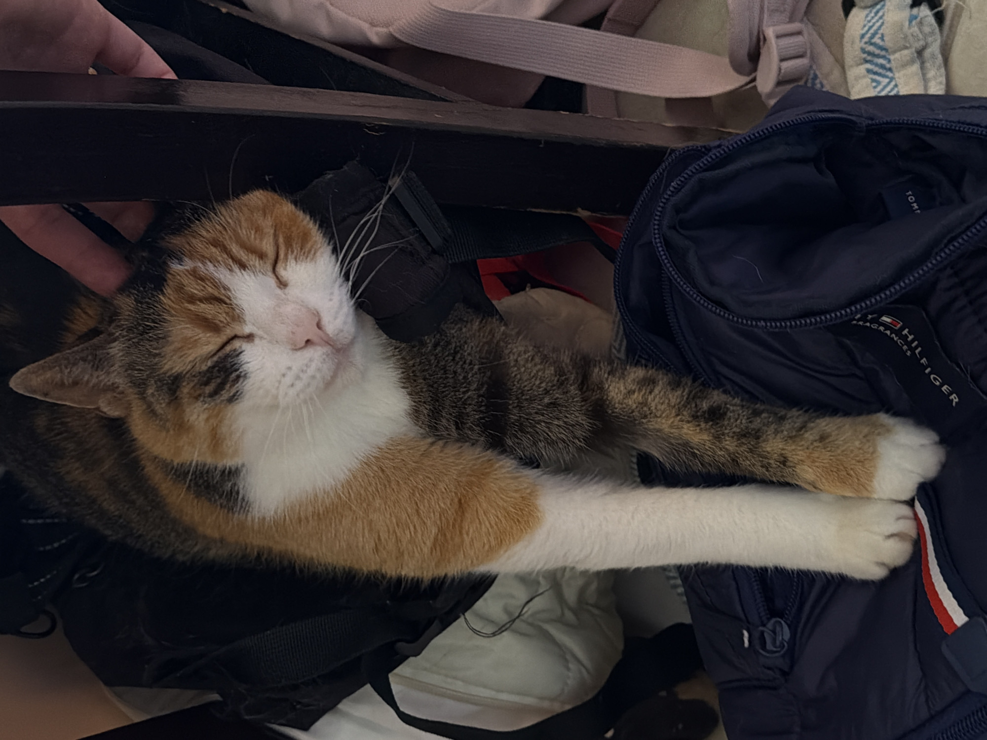 A calico cat is sleeping on a pile of bags. A hand is petting the cat's head. The scene appears to be indoors, likely in a residential setting, and does not provide any visual cues to indicate a specific location in Tel-Aviv, Israel.