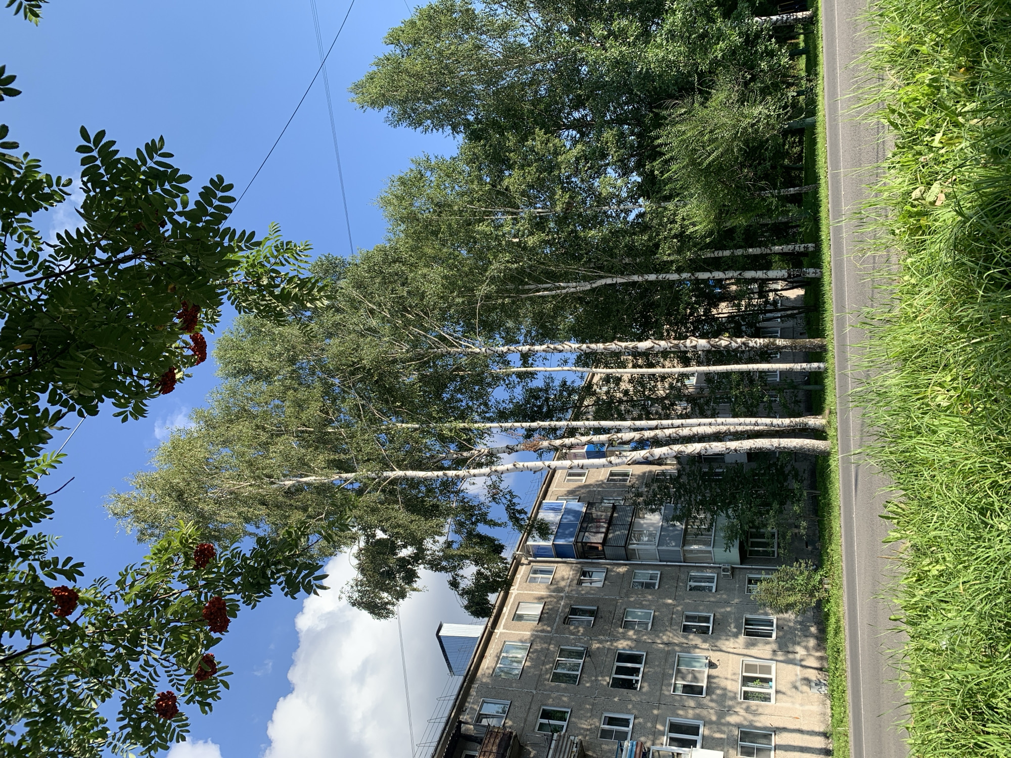 This is a daytime, eye-level, outdoor, medium shot of a street scene in Prokopyevsk, Russia. In the foreground, a strip of lush green grass runs along the bottom of the frame, with a paved road running horizontally across the middle ground. In the background, a weathered, multi-story apartment building stands to the left, its concrete facade dotted with numerous windows and balconies. To the right of the building, a cluster of tall birch trees with white trunks and green foliage forms a natural screen. A few other trees and dense green shrubs are visible behind the birch trees. Overhead, the bright blue sky is dotted with fluffy white clouds, and branches of a rowan tree with red berries are visible in the upper portion of the frame. The scene depicts a typical urban residential area with a mix of architecture and nature.