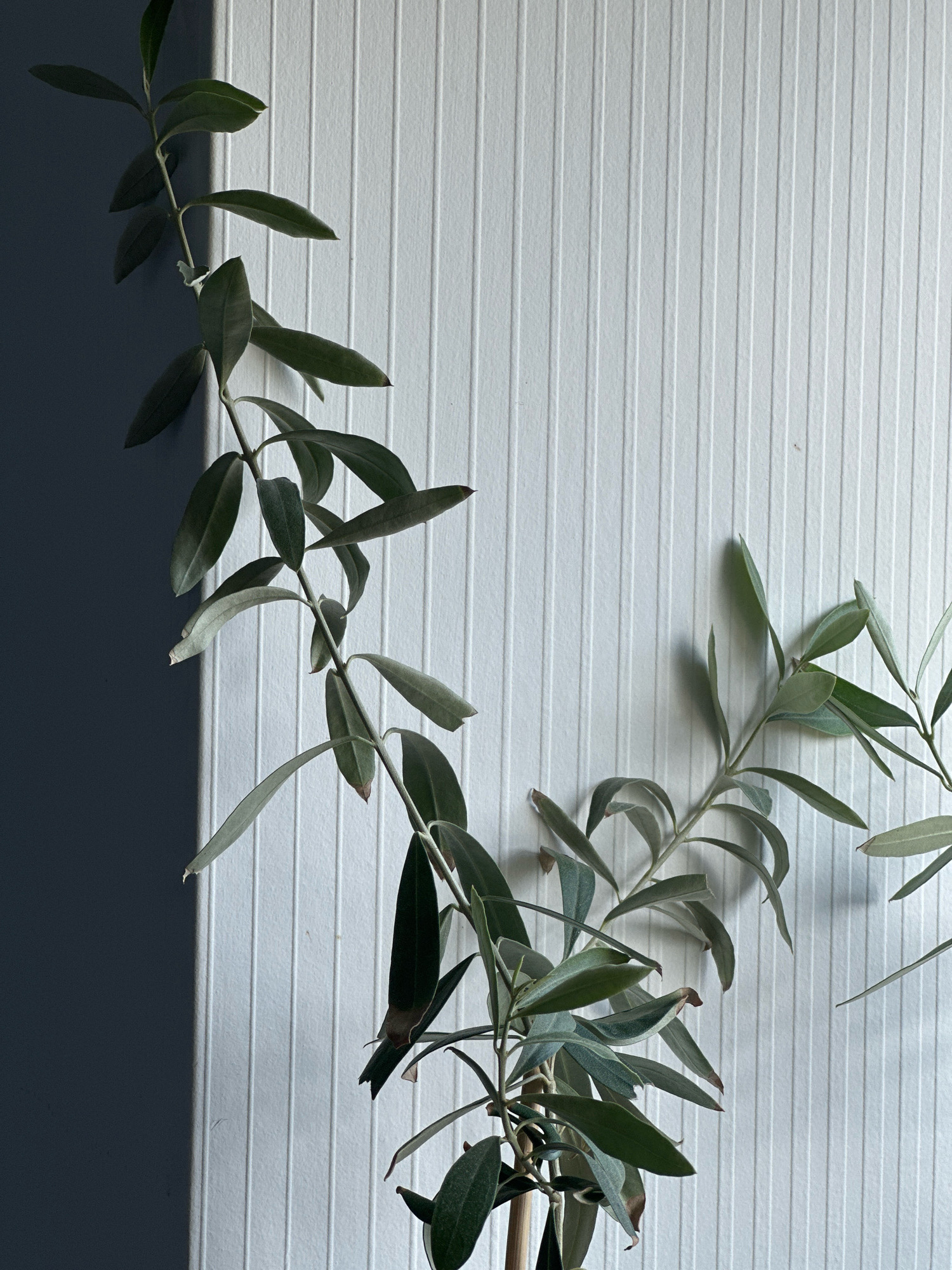 This image depicts a close-up view of a potted plant with thin branches and elongated, grey-green leaves. The plant is positioned against a white, vertically ribbed surface, which is partially illuminated by a strong light source casting a distinct shadow on the left side of the frame. The plant's branches extend across the frame, with some leaves drooping slightly. The scene is static, with no human presence or activity. The location is identified as Nevinnomyssk, Russia.