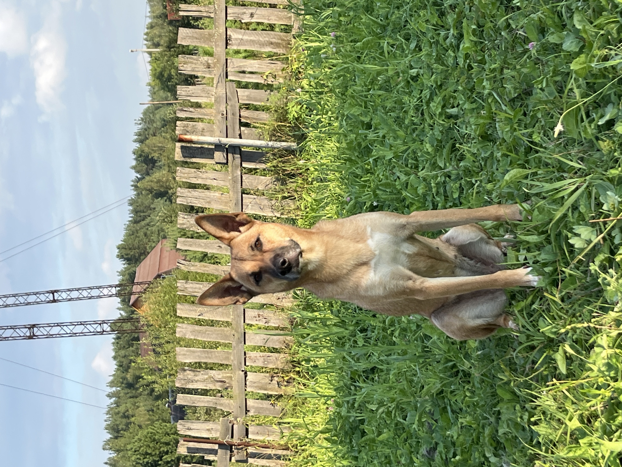 A medium-sized, tan and white dog is sitting in a grassy field, looking directly at the camera. The dog has large, erect ears and a dark muzzle. Behind the dog, a rustic wooden fence runs horizontally across the frame. Beyond the fence, a dense line of green trees forms the background, with a few buildings peeking through the foliage. In the upper portion of the image, a tall, metal power pylon with crisscrossing beams is visible against a clear blue sky with scattered white clouds. The scene suggests an outdoor, rural setting, possibly on the outskirts of Nizhny Tagil, Russia.