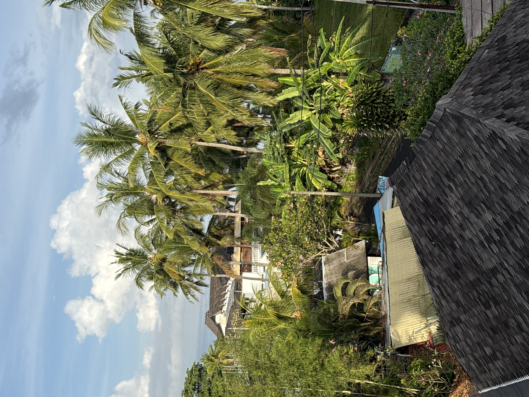 The image shows a tropical scene with palm trees, lush vegetation, and buildings. In the background, the sky is light blue with scattered white clouds. Several tall palm trees are clustered in the middle of the frame, their green fronds reaching towards the sky. Interspersed among the palm trees are other types of green vegetation, including what appear to be banana trees. A variety of buildings are visible. There are residential-style structures with tiled roofs. The environment appears to be dense and humid, typical of a tropical climate. The photograph seems to be taken from an elevated viewpoint, possibly from the upper floor of a building. The location is consistent with tropical landscapes.